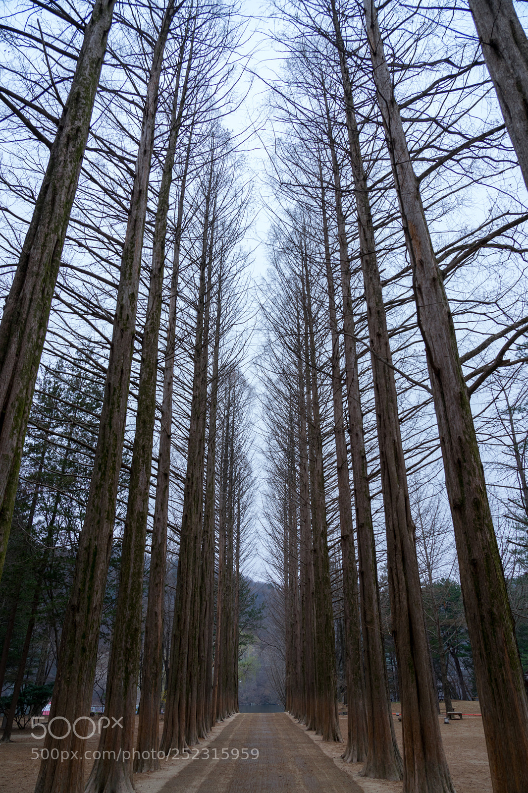Sony a7 II sample photo. Trees photography