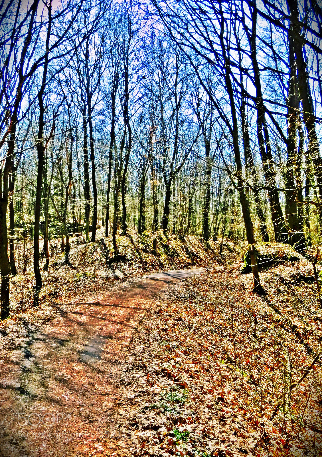 Canon PowerShot SX50 HS sample photo. Forest photography