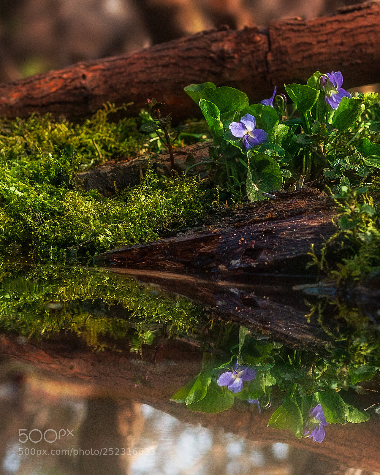 Canon EOS 70D sample photo. Spring photography