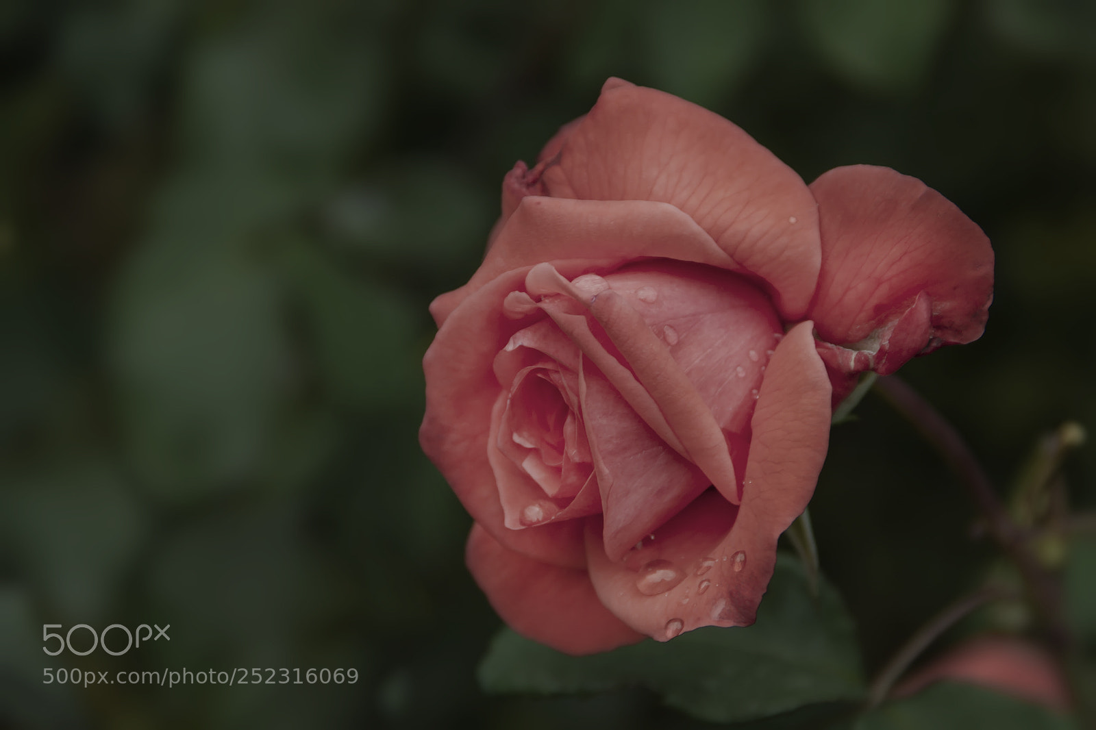 Canon EOS 7D sample photo. Rose photography
