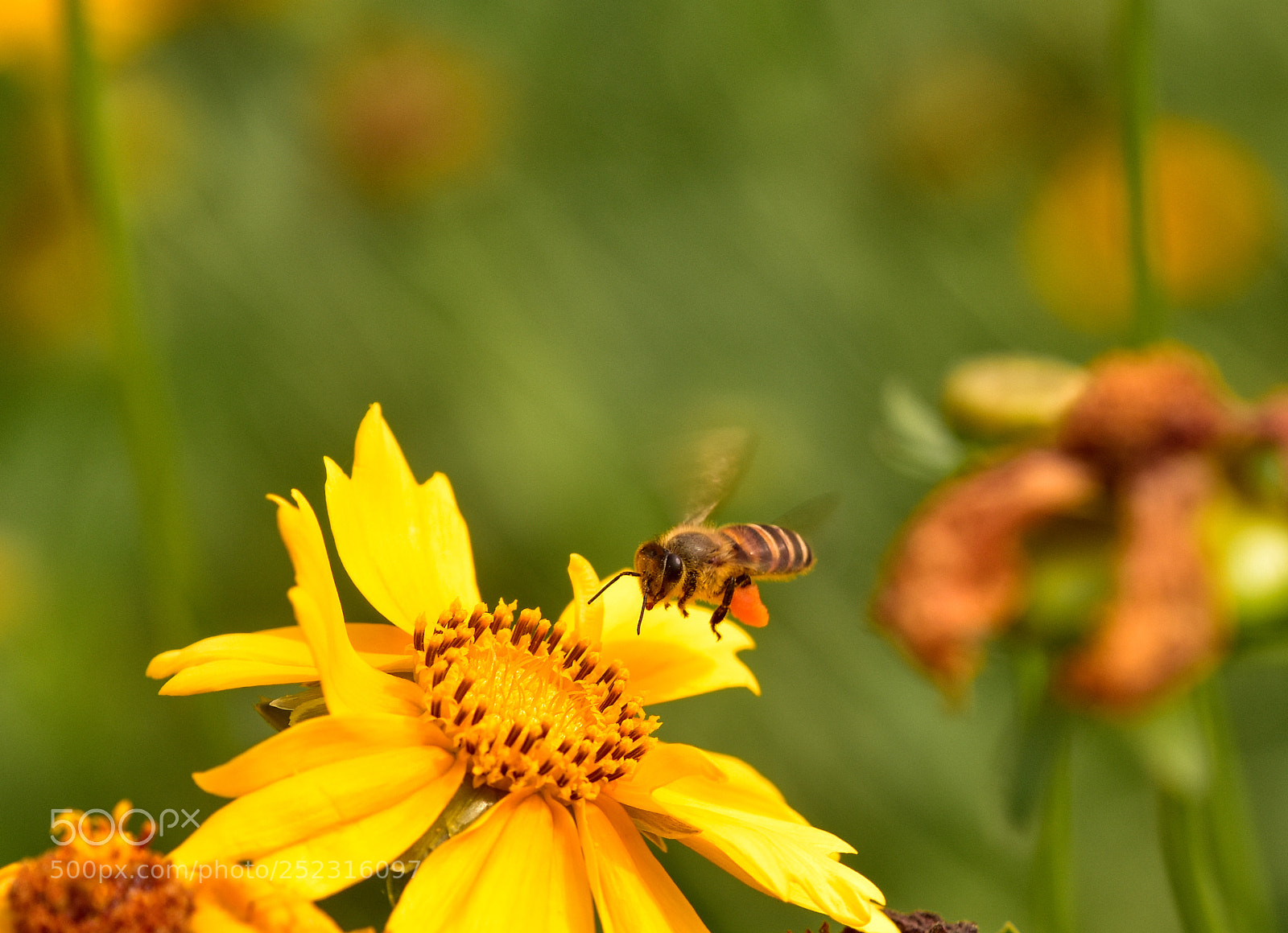 Nikon D7200 sample photo. Bees gather honey photography
