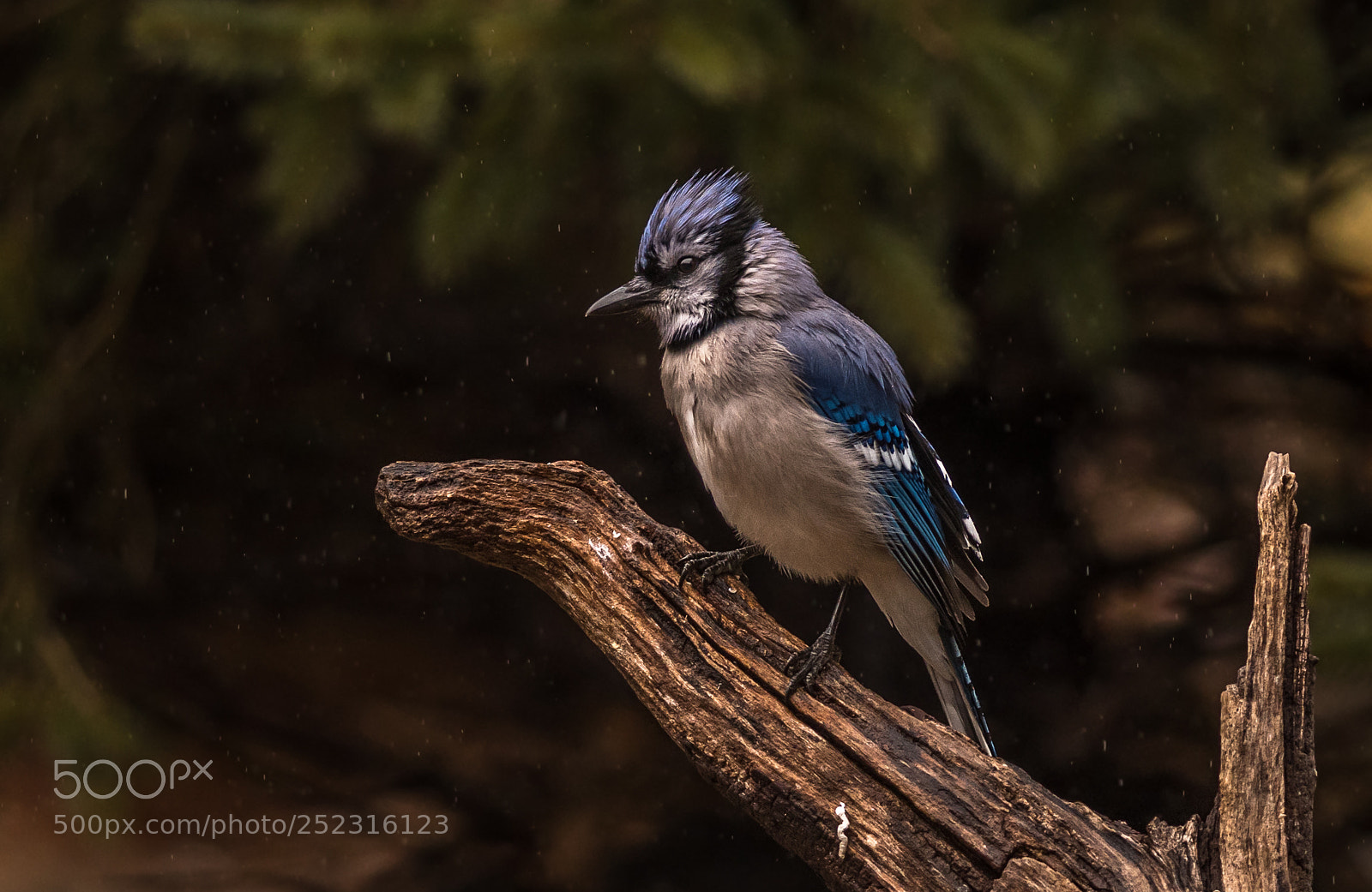 Nikon D500 sample photo. Blue jay photography