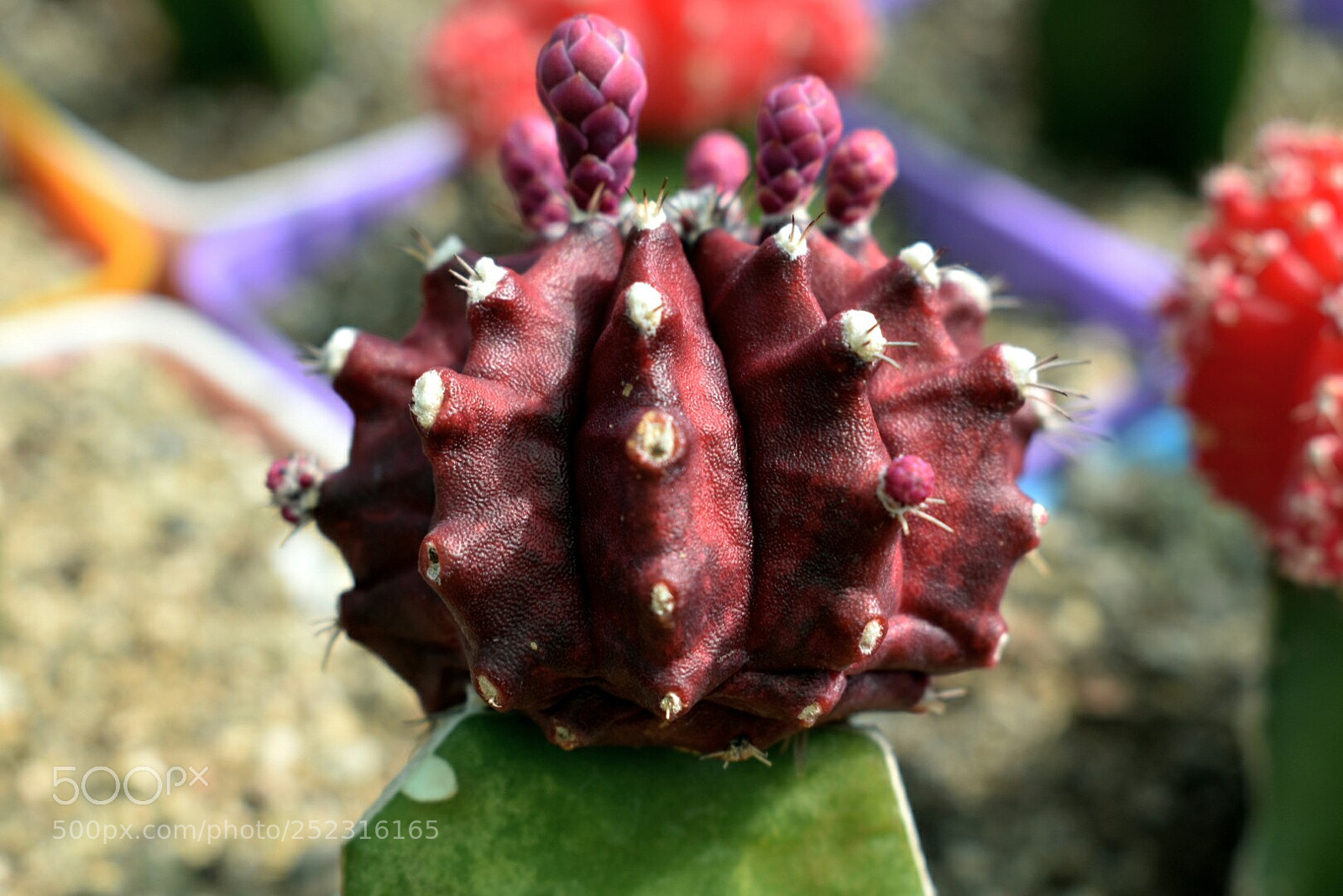 Nikon D3400 sample photo. Cactus photography