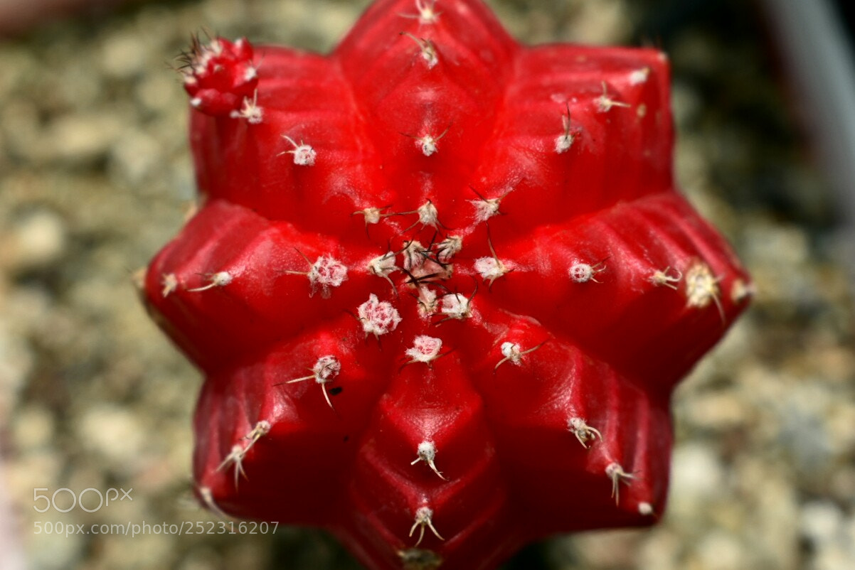 Nikon D3400 sample photo. Cactus photography