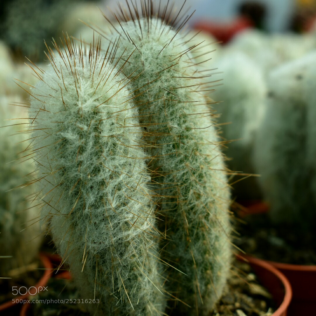 Nikon D3400 sample photo. Cactus photography