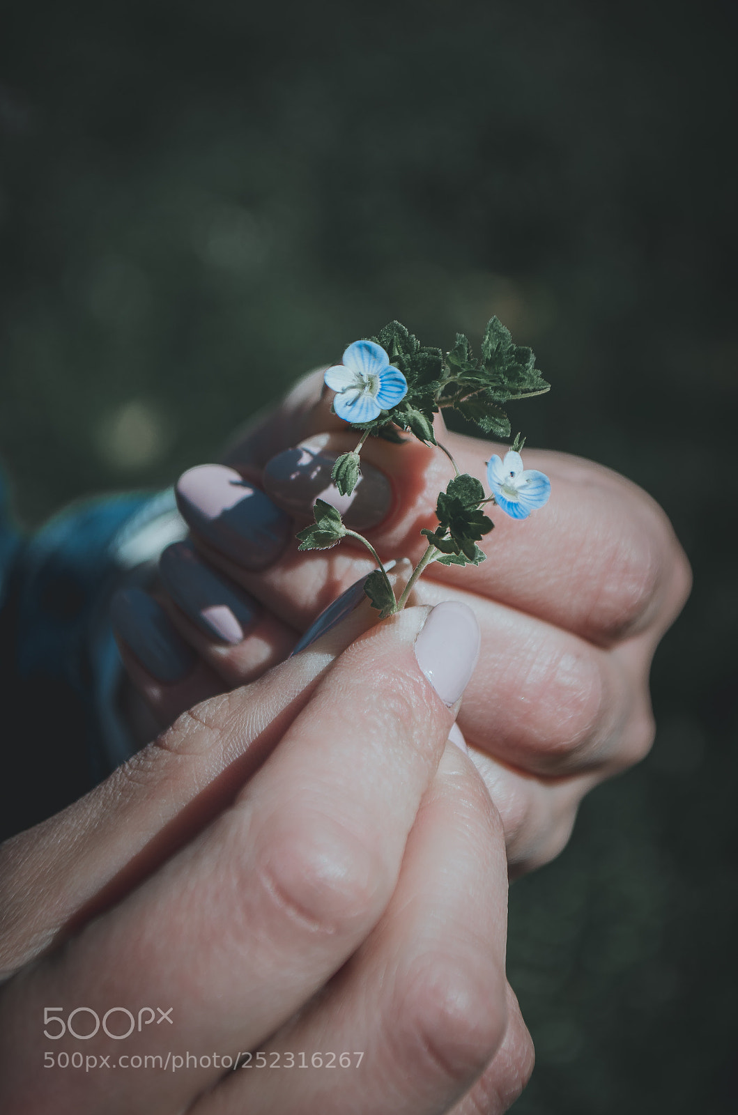 Nikon D5100 sample photo. Blue flowers photography
