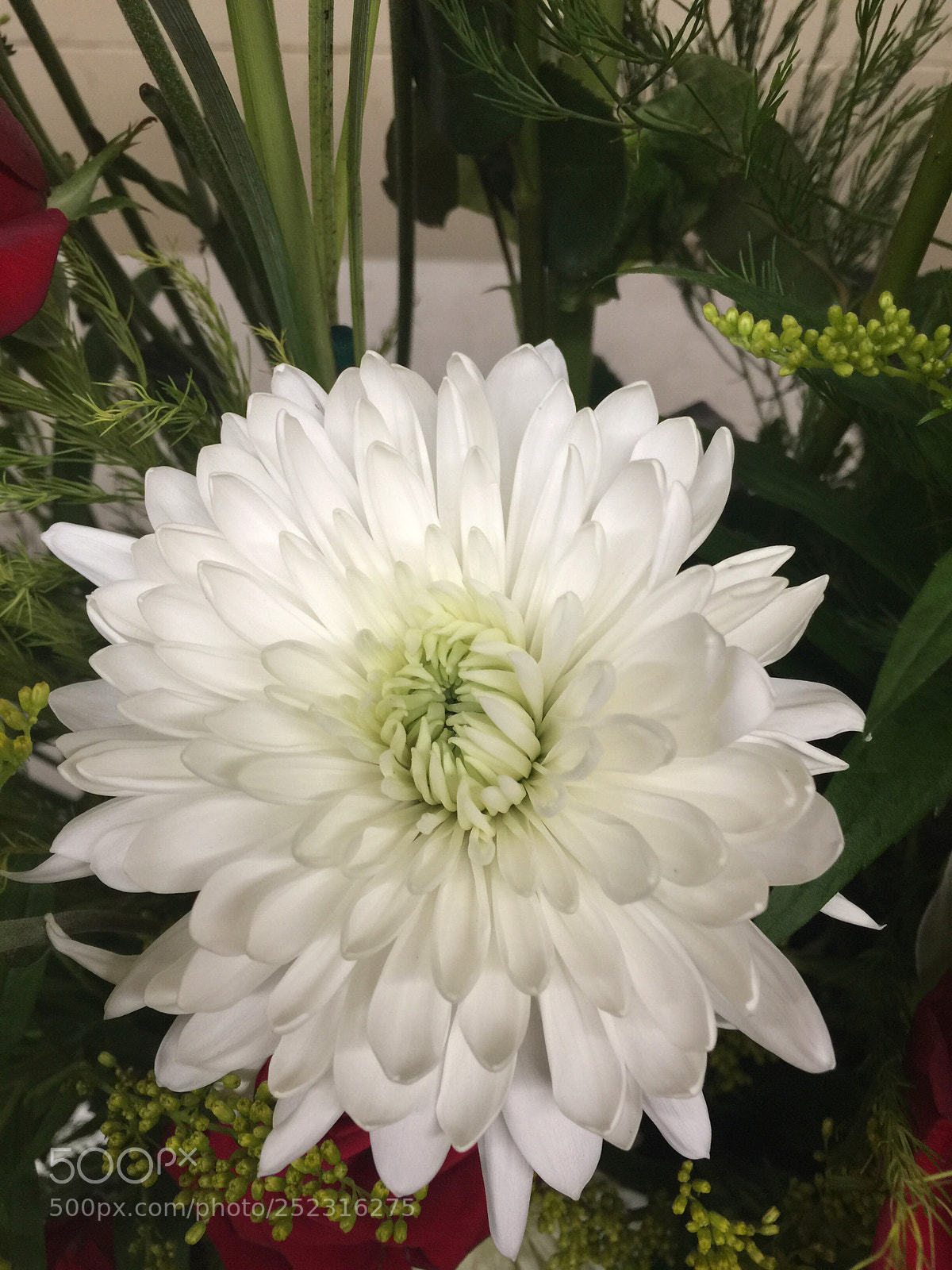Apple iPhone 6 Plus sample photo. Today’s flower ?  photography
