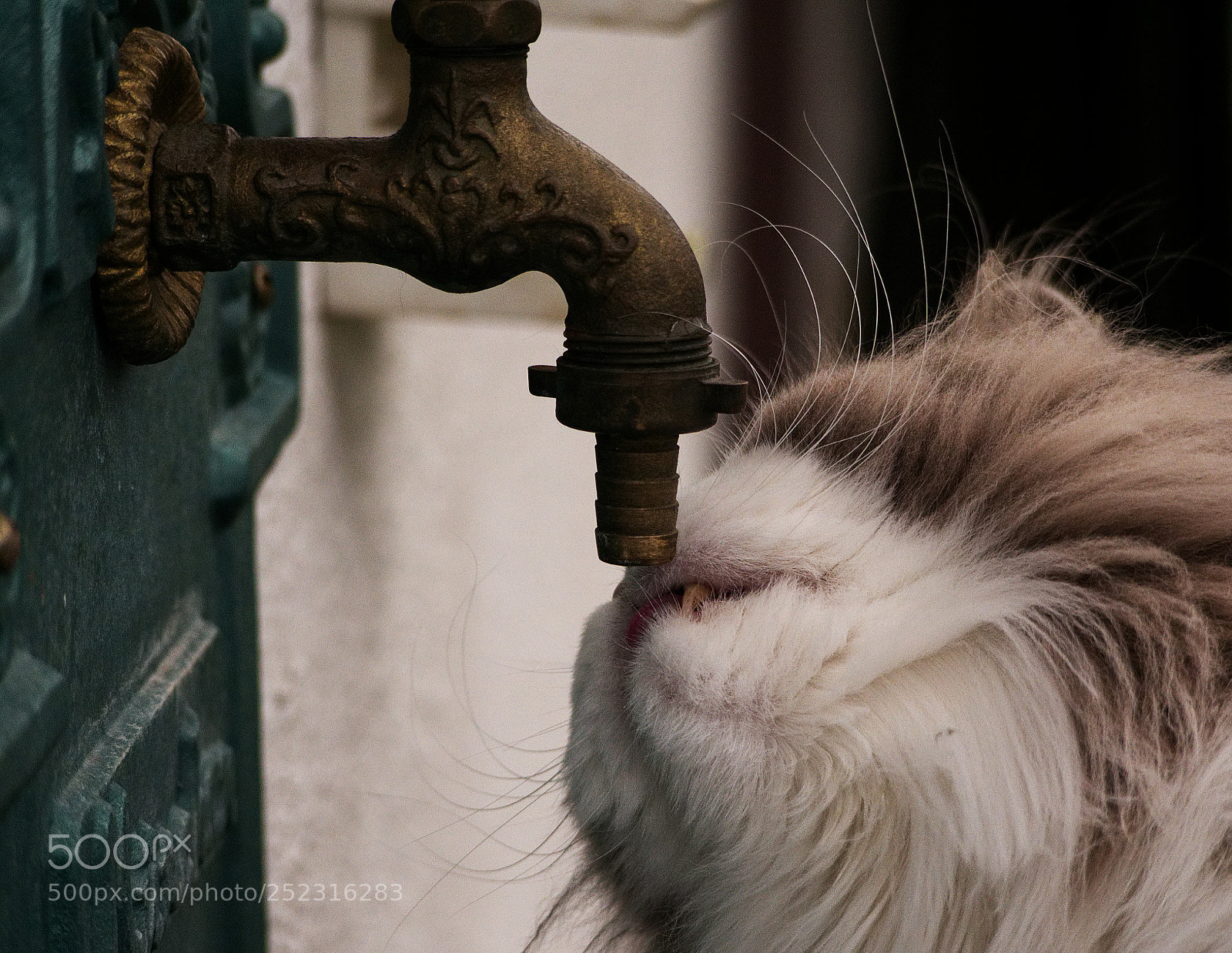 Panasonic DMC-G70 sample photo. Fips hat durst photography