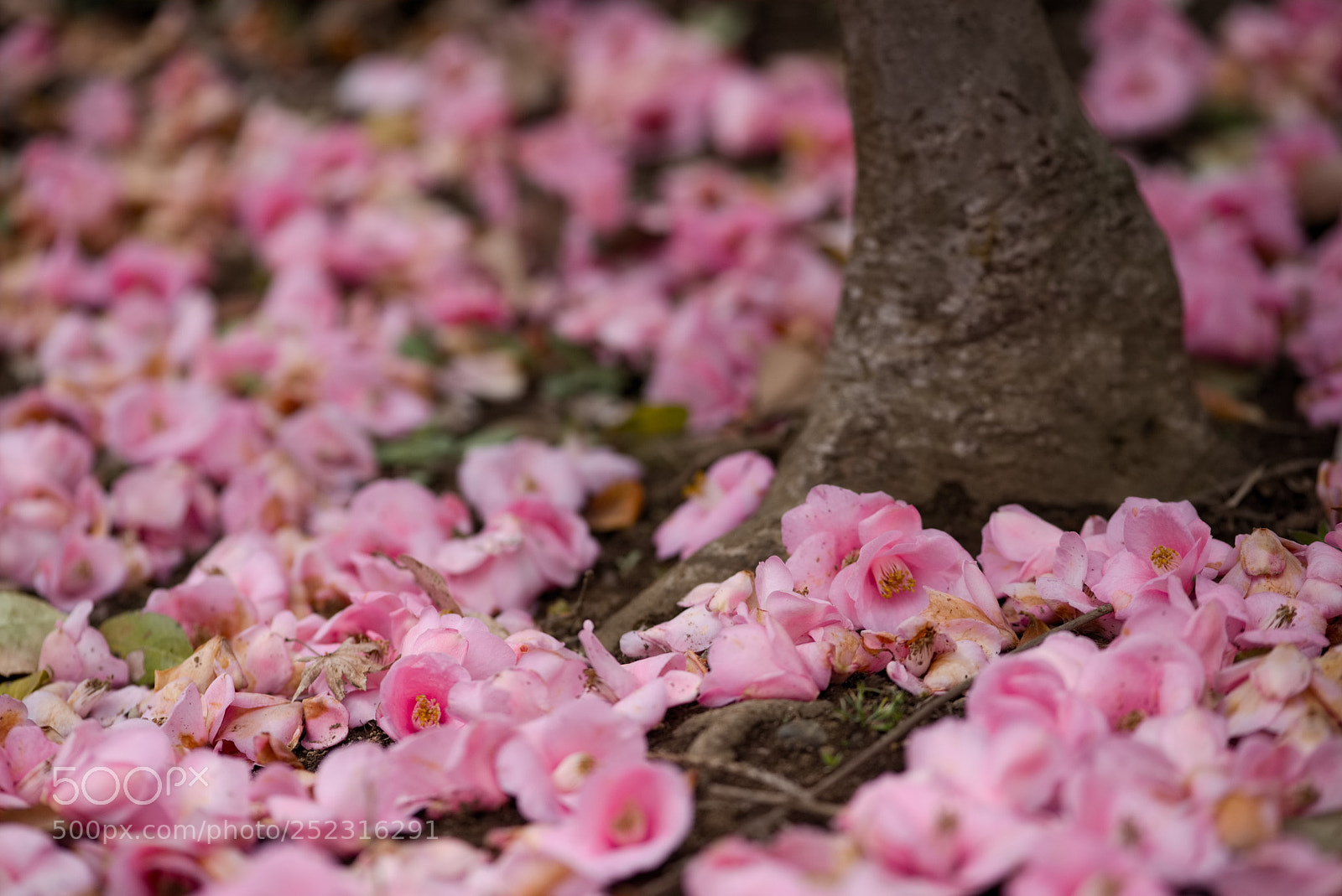 Nikon D810 sample photo. Present from spring... photography