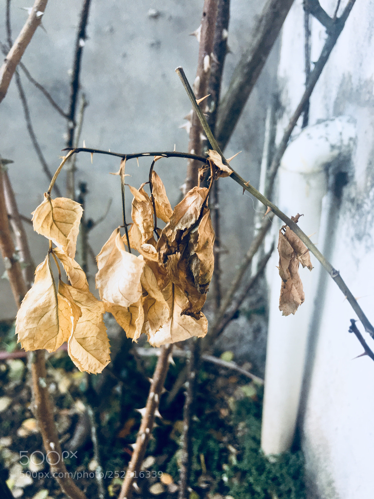Apple iPhone 6s sample photo. Untitled photography