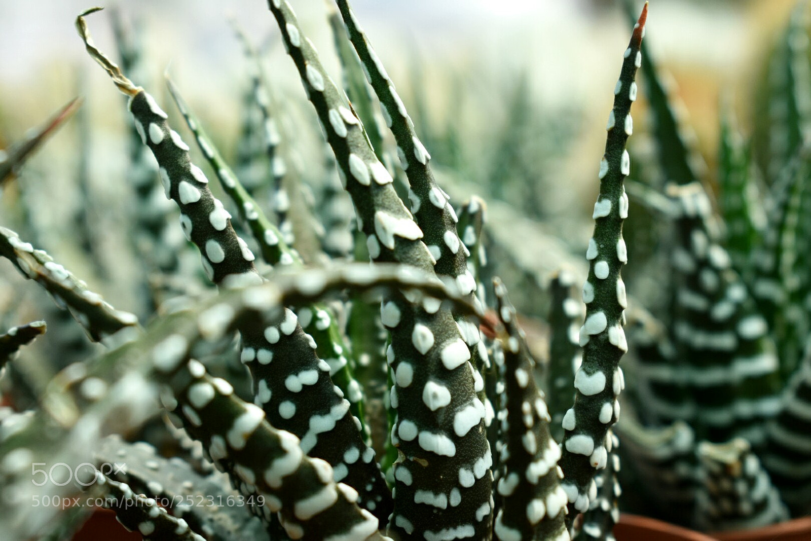 Nikon D3400 sample photo. Cactus photography