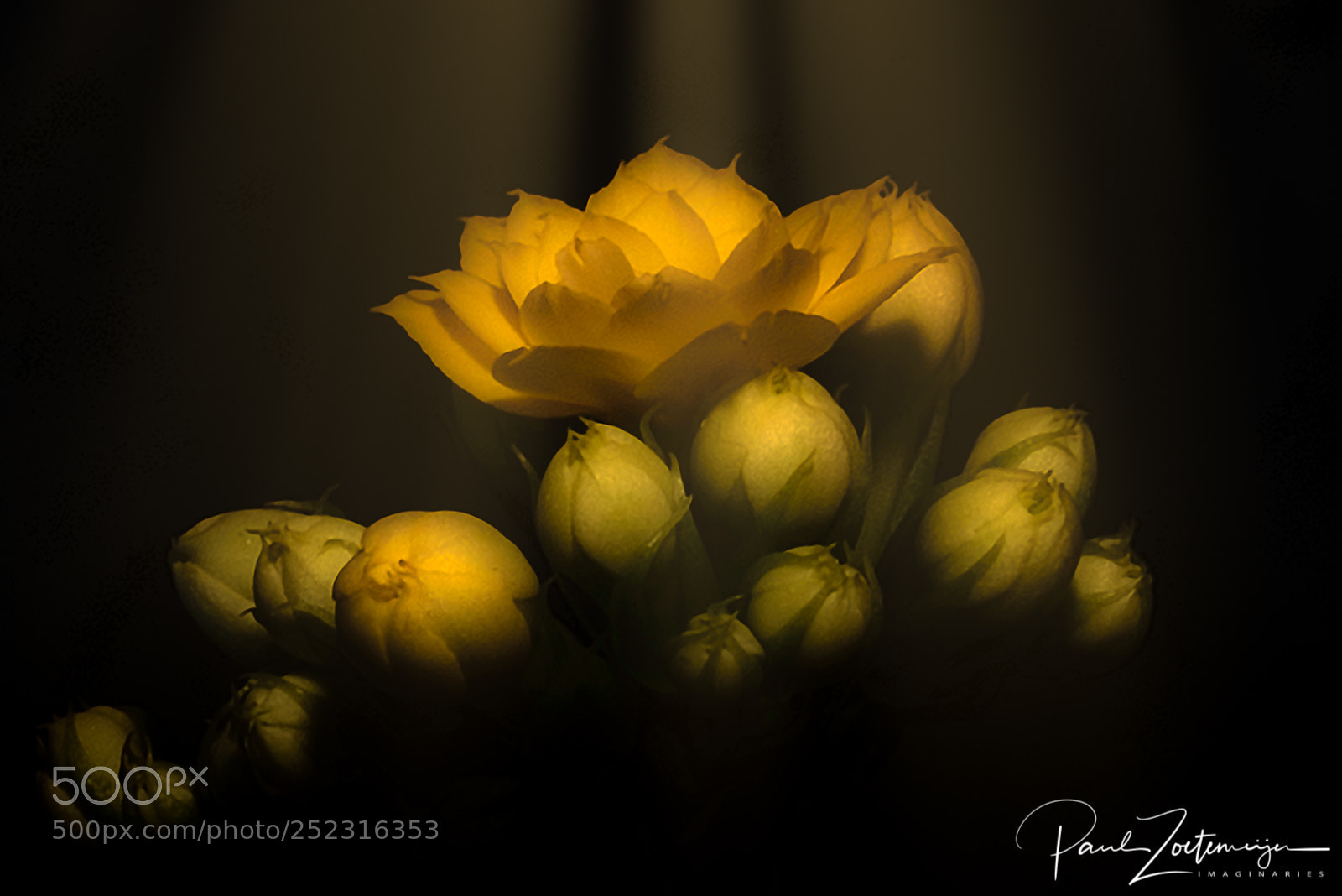 Nikon D810 sample photo. Macro practise photography