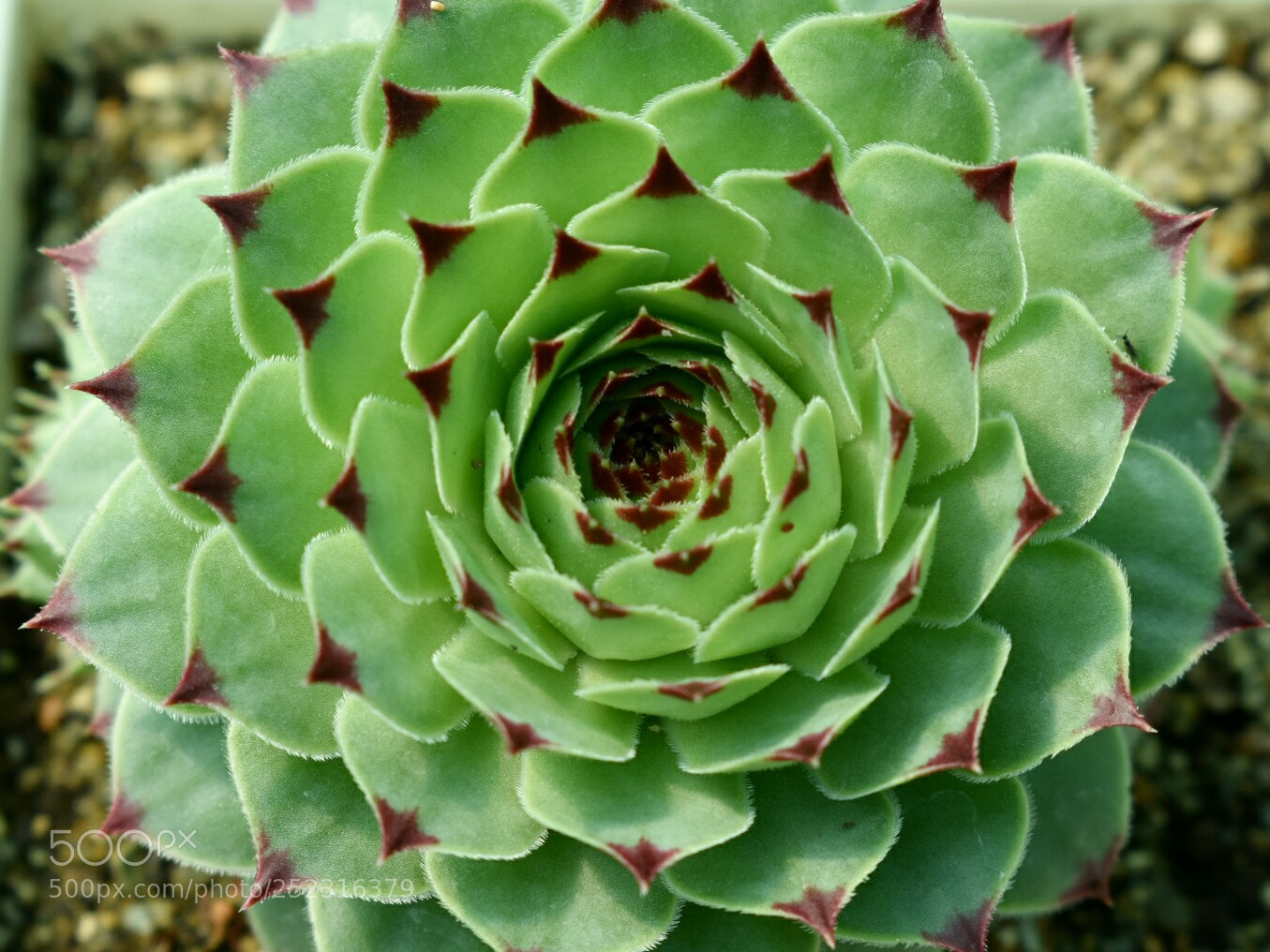 Nikon D3400 sample photo. Cactus photography