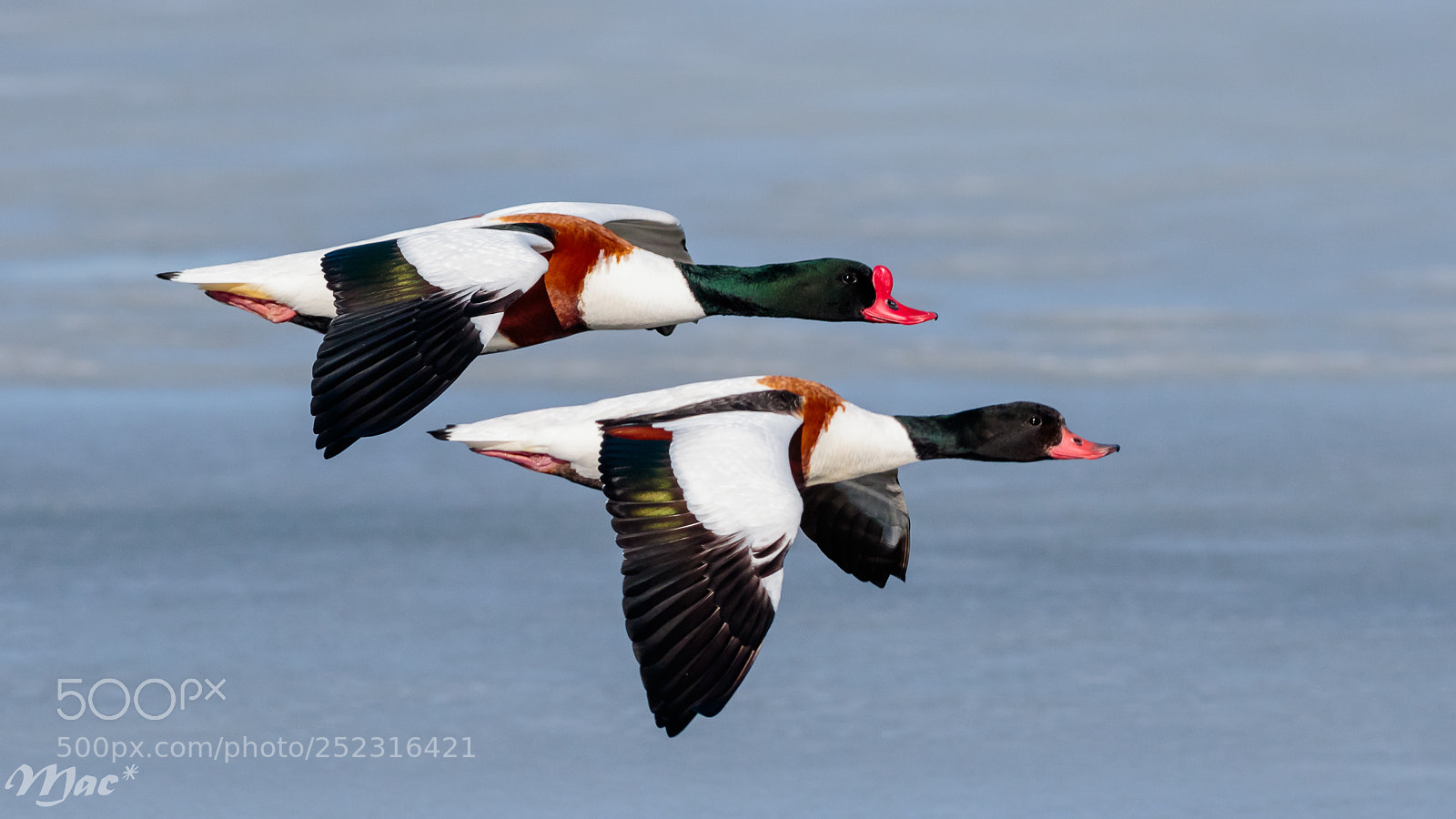 Canon EOS 7D Mark II sample photo. A couple of shellducks photography