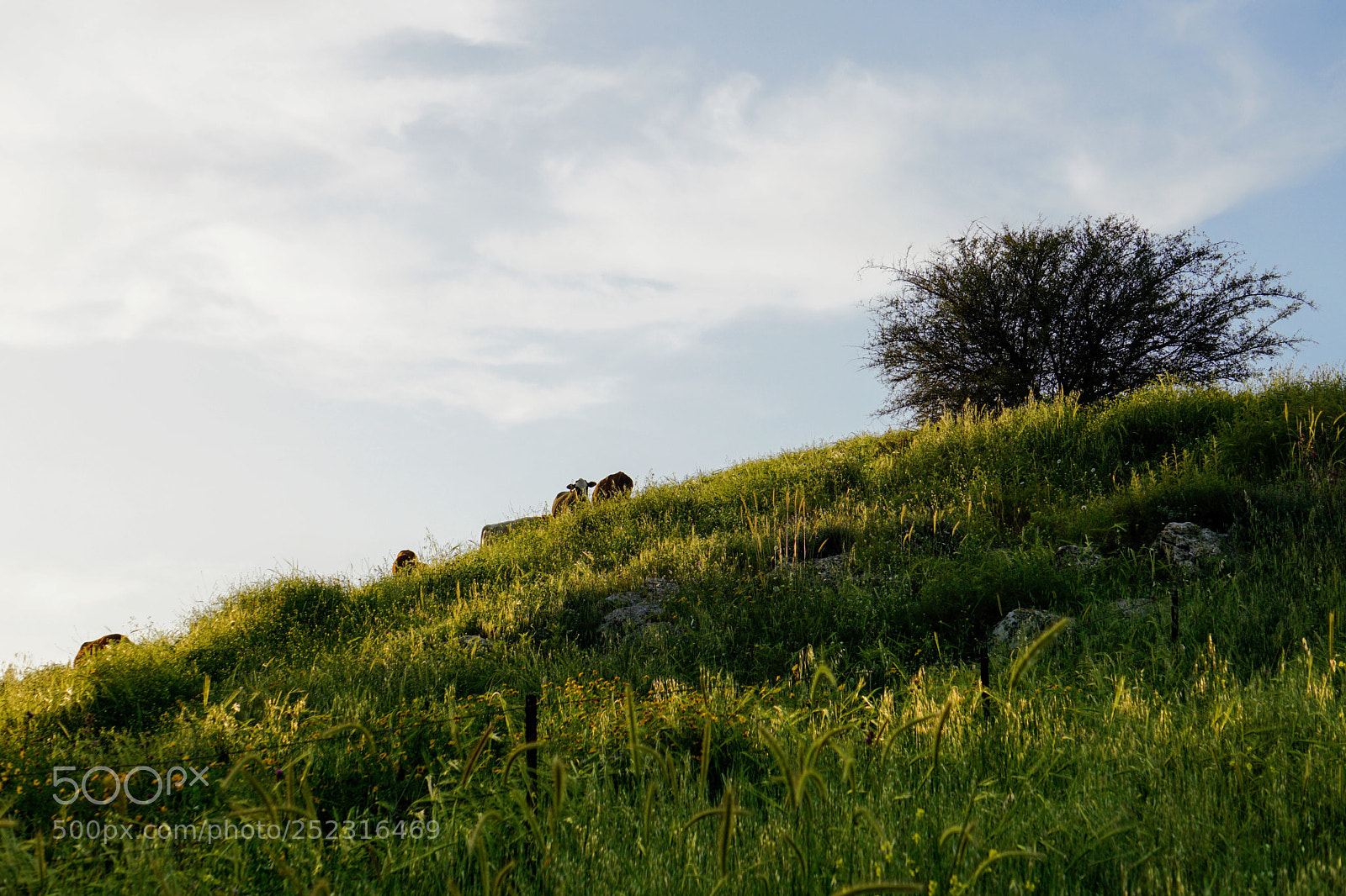 Sony a6000 sample photo. Grass land photography