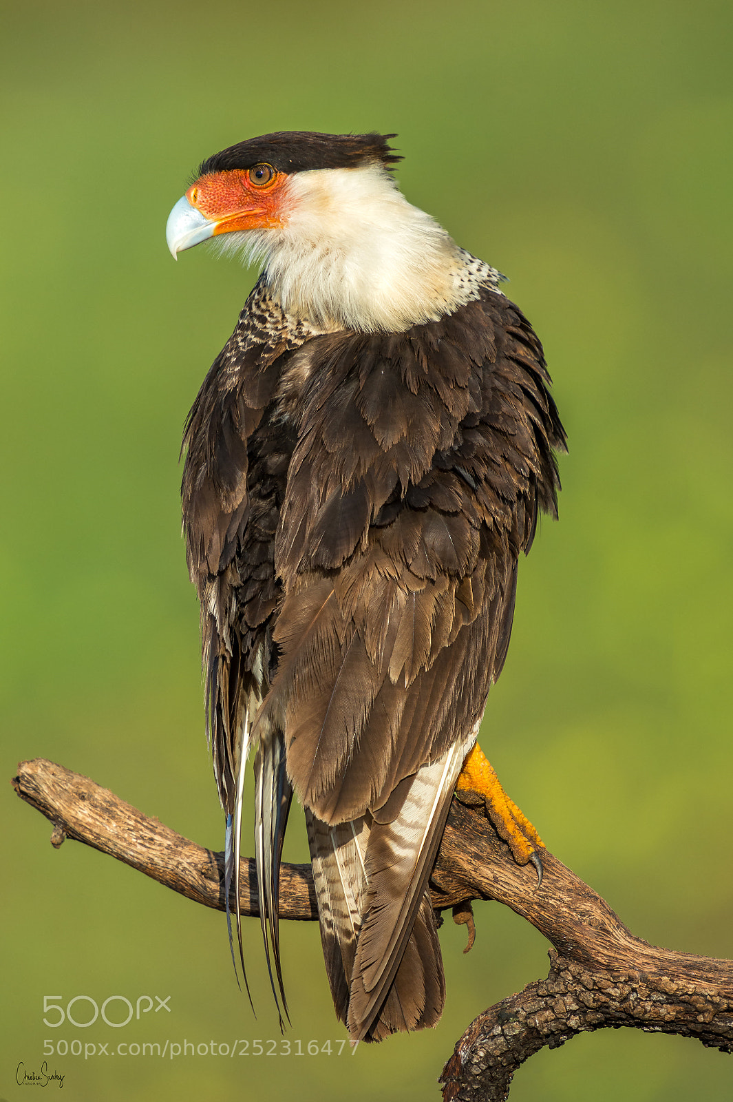 Nikon D4 sample photo. Crested caracara photography