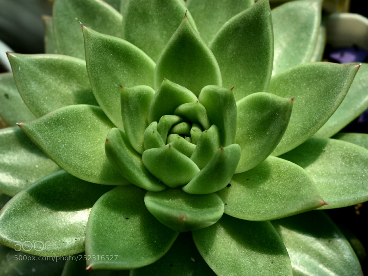 Nikon D3400 sample photo. Cactus photography