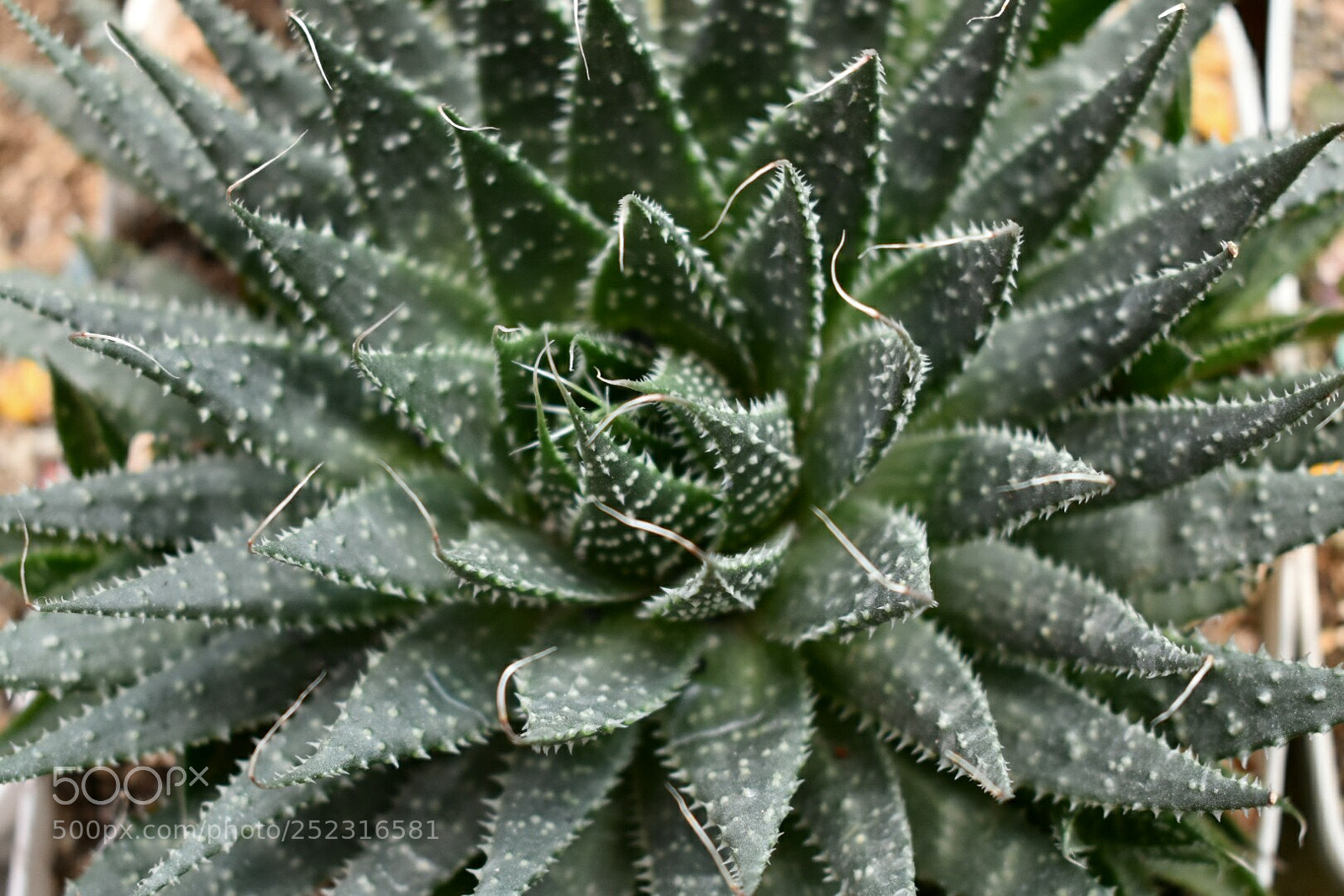 Nikon D3400 sample photo. Cactus photography