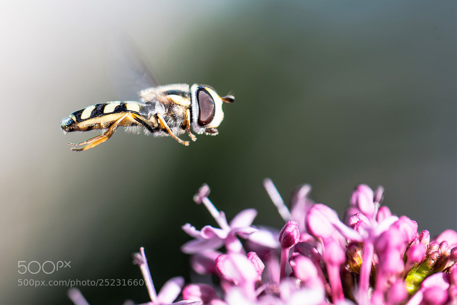 Nikon D500 sample photo. Bee photography