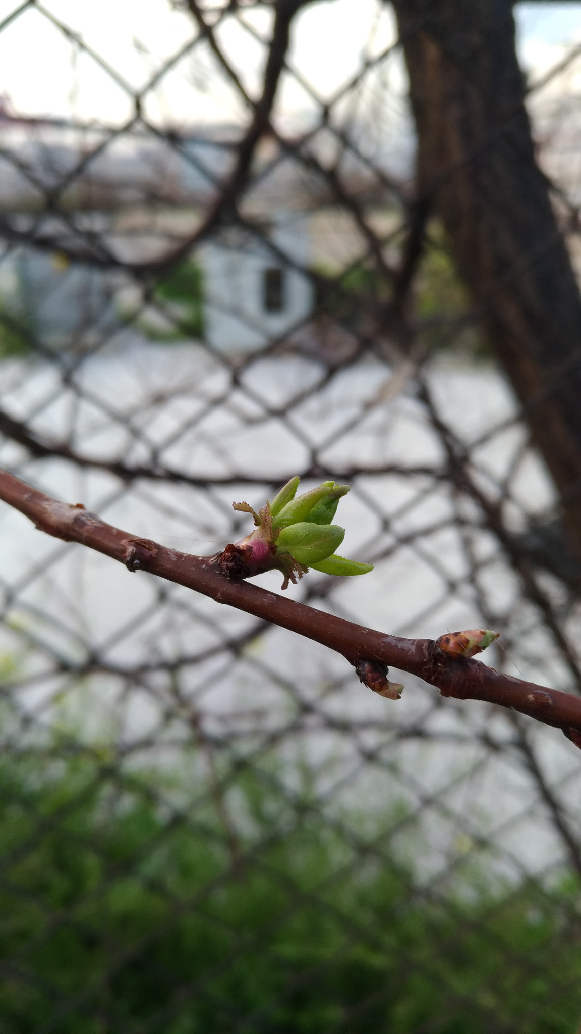 ASUS ZenFone 3 (ZE552KL) sample photo
