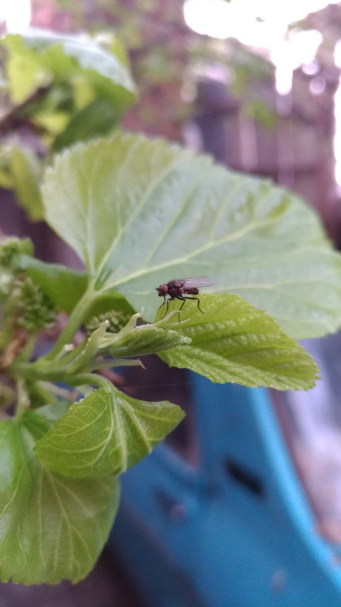 ASUS ZenFone 3 (ZE552KL) sample photo