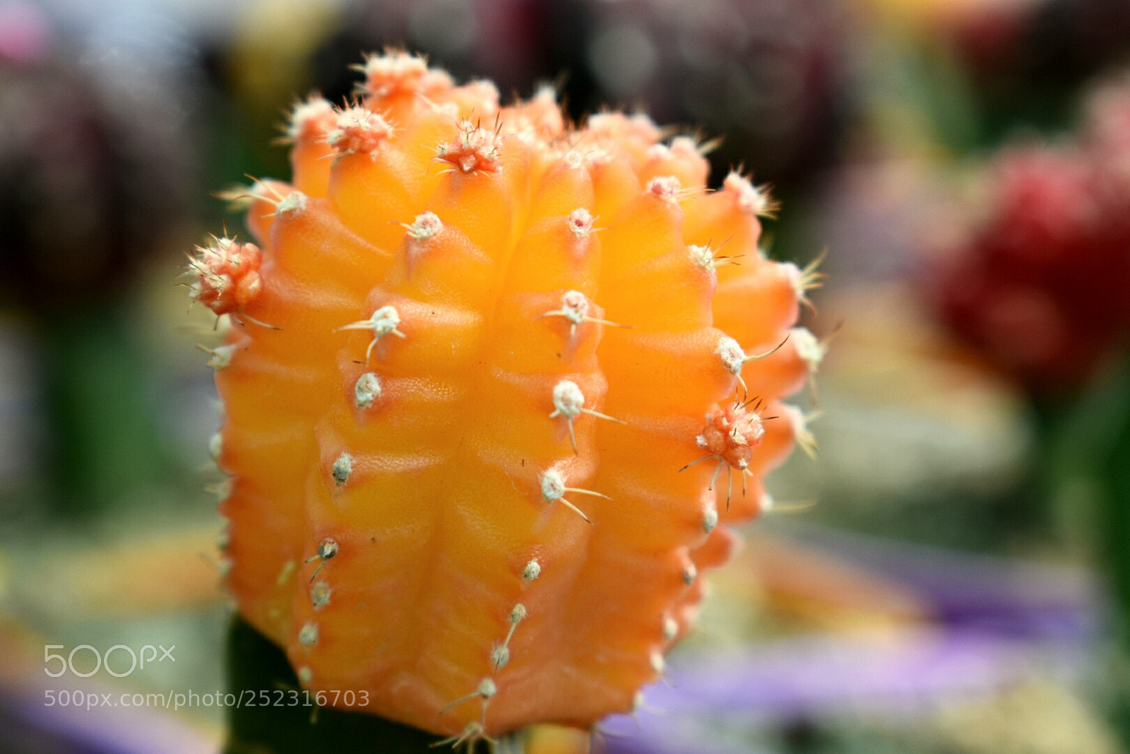 Nikon D3400 sample photo. Cactus photography