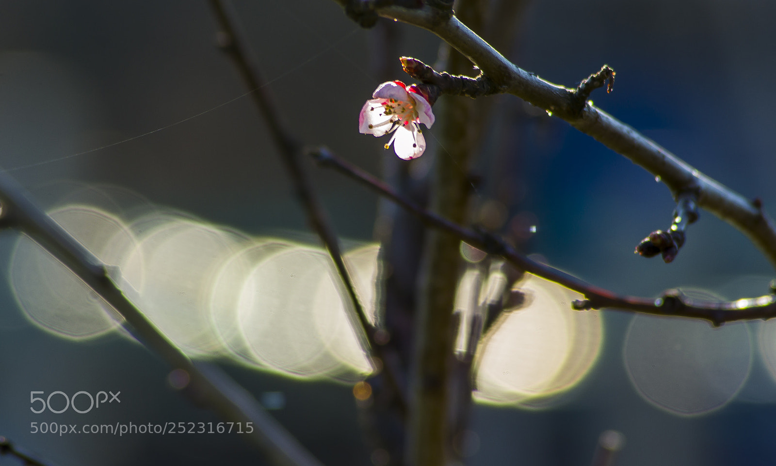 Nikon D3100 sample photo. Bokeh , bokeh , bokeh photography