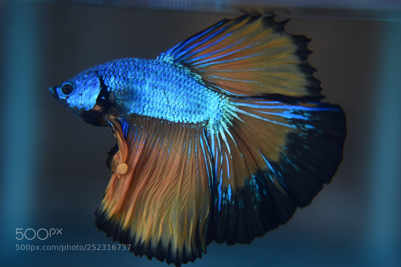 Nikon D3300 sample photo. Betta fish photography