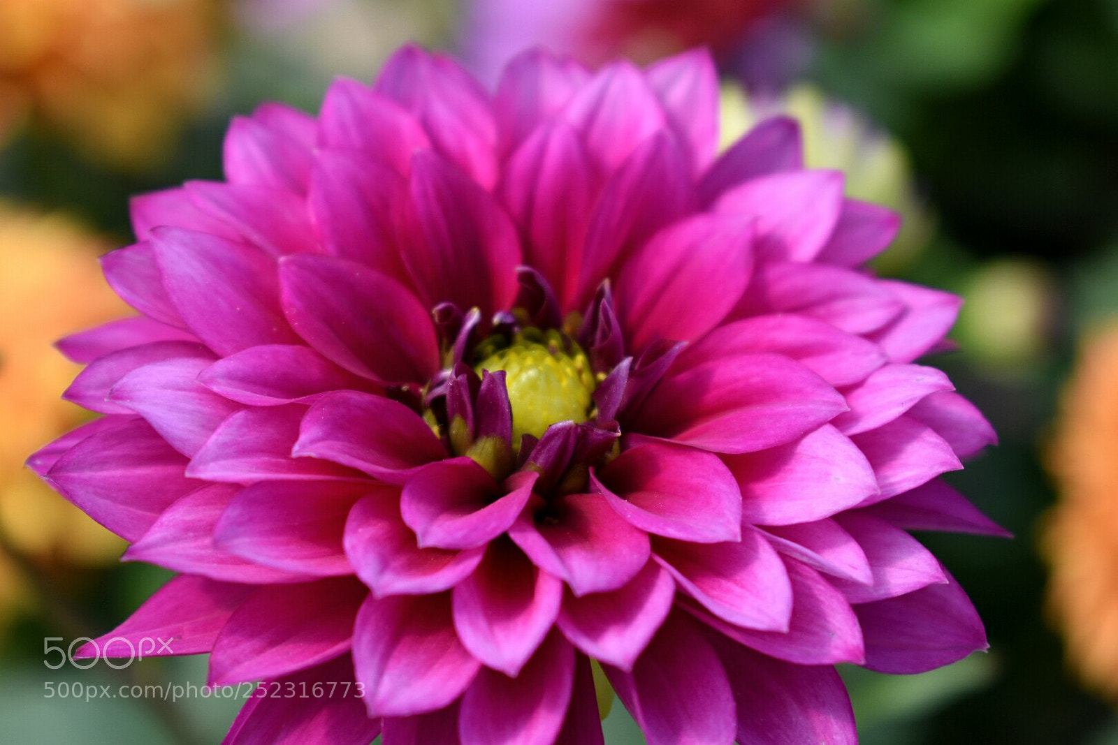 Nikon D3400 sample photo. Flower photography