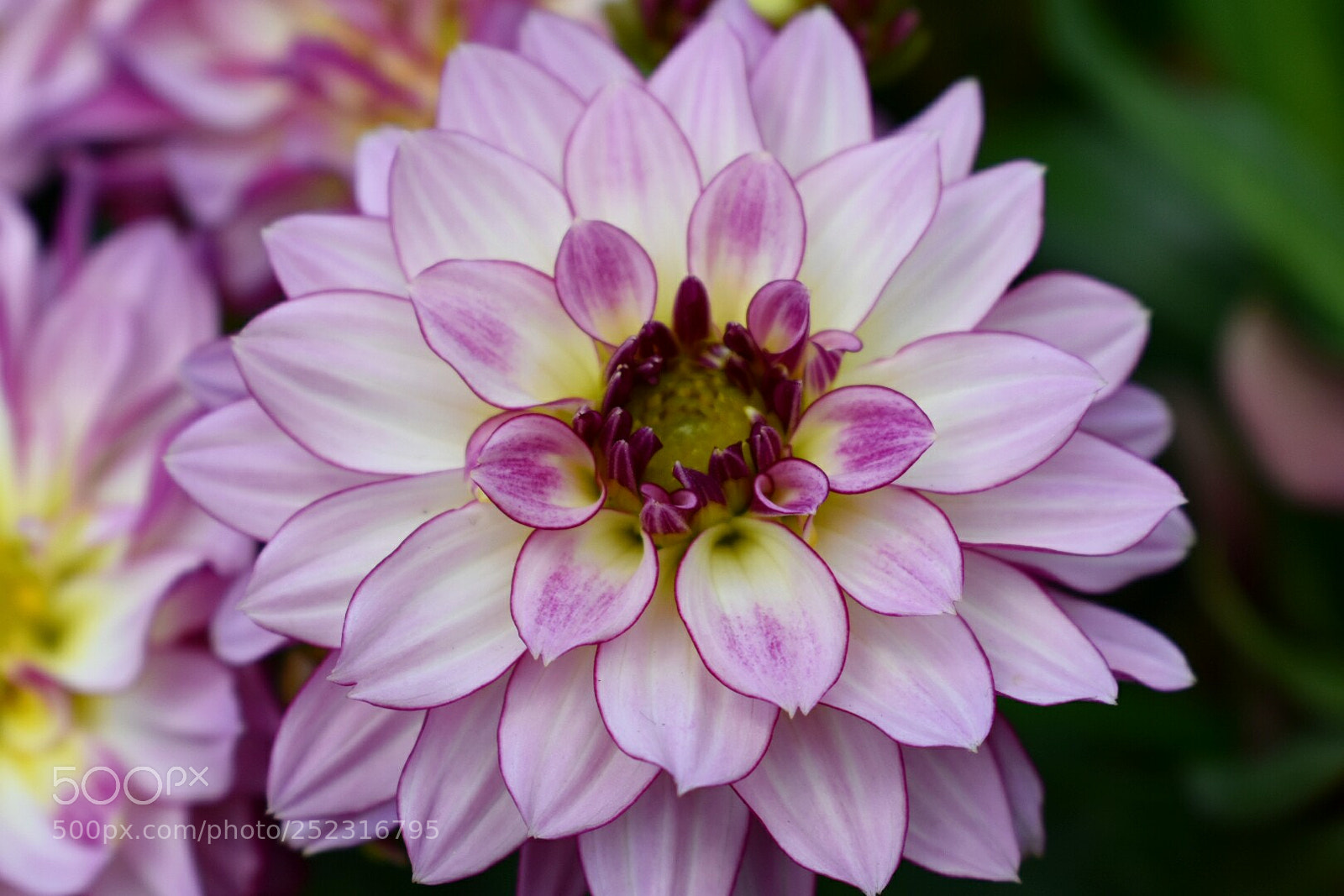 Nikon D3400 sample photo. Flower photography