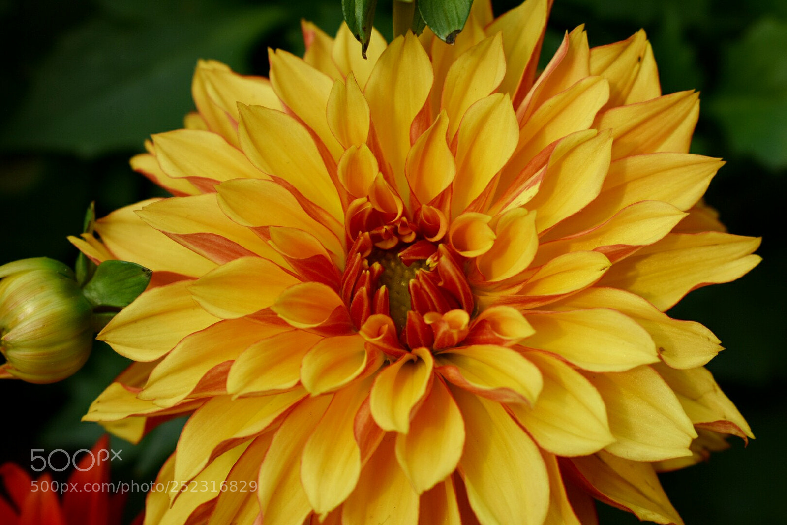 Nikon D3400 sample photo. Flower photography