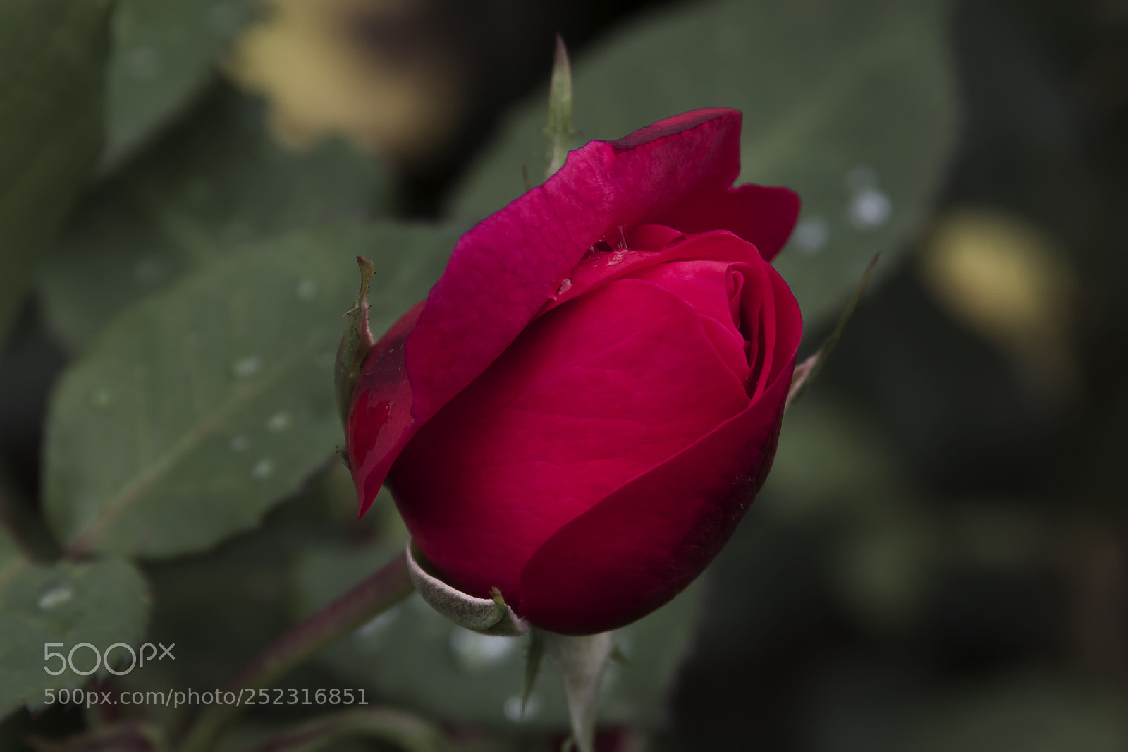 Canon EOS 7D sample photo. Rose photography