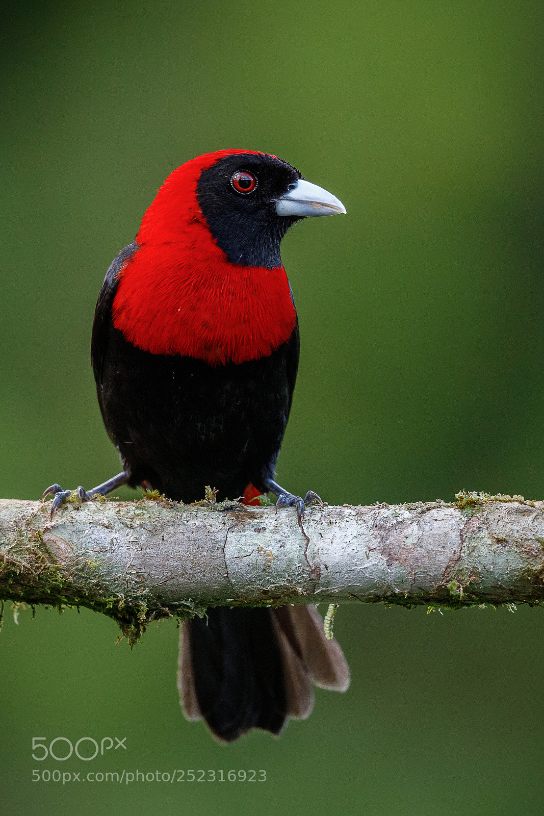 Canon EOS 5D Mark IV sample photo. Crimson-collared tanager photography