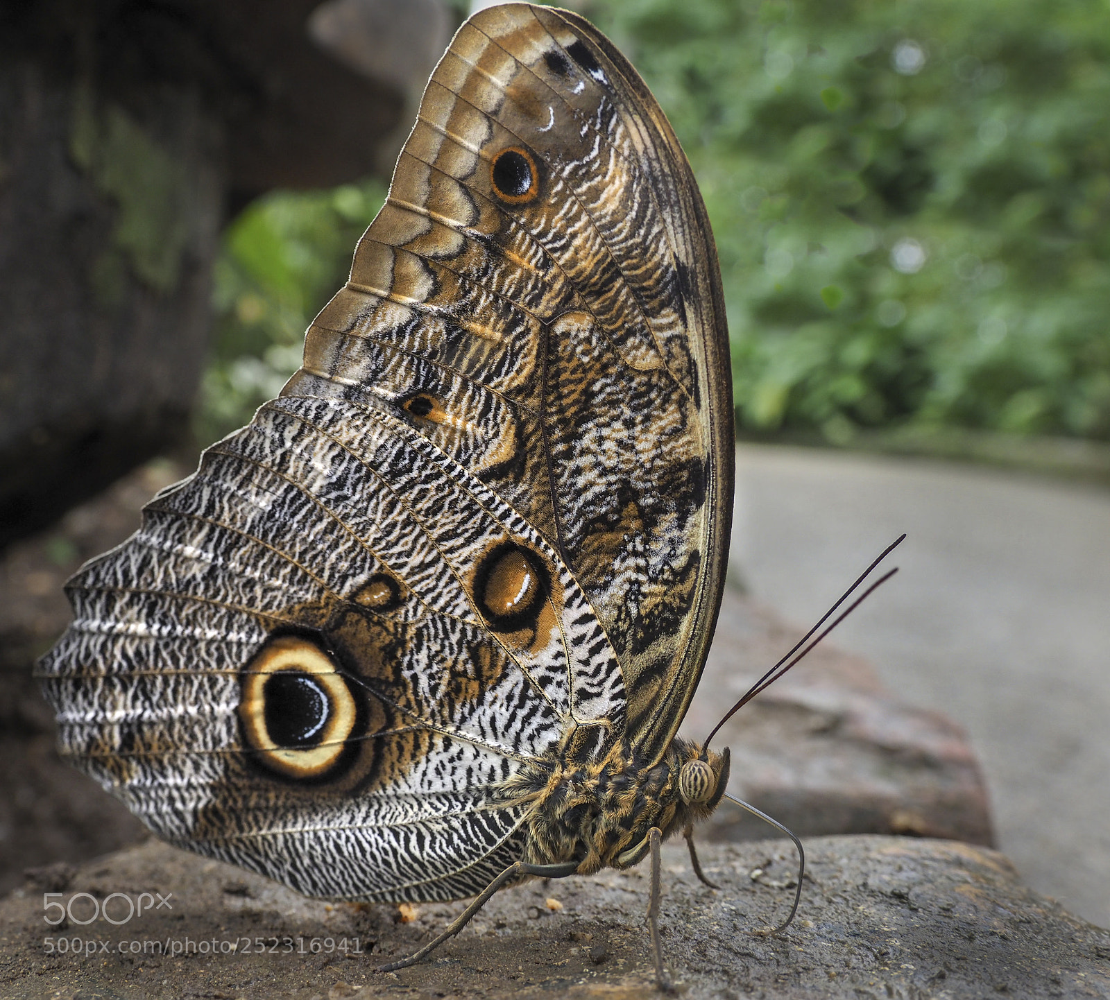 Olympus OM-D E-M1 Mark II sample photo. Blue morpho butterfly photography