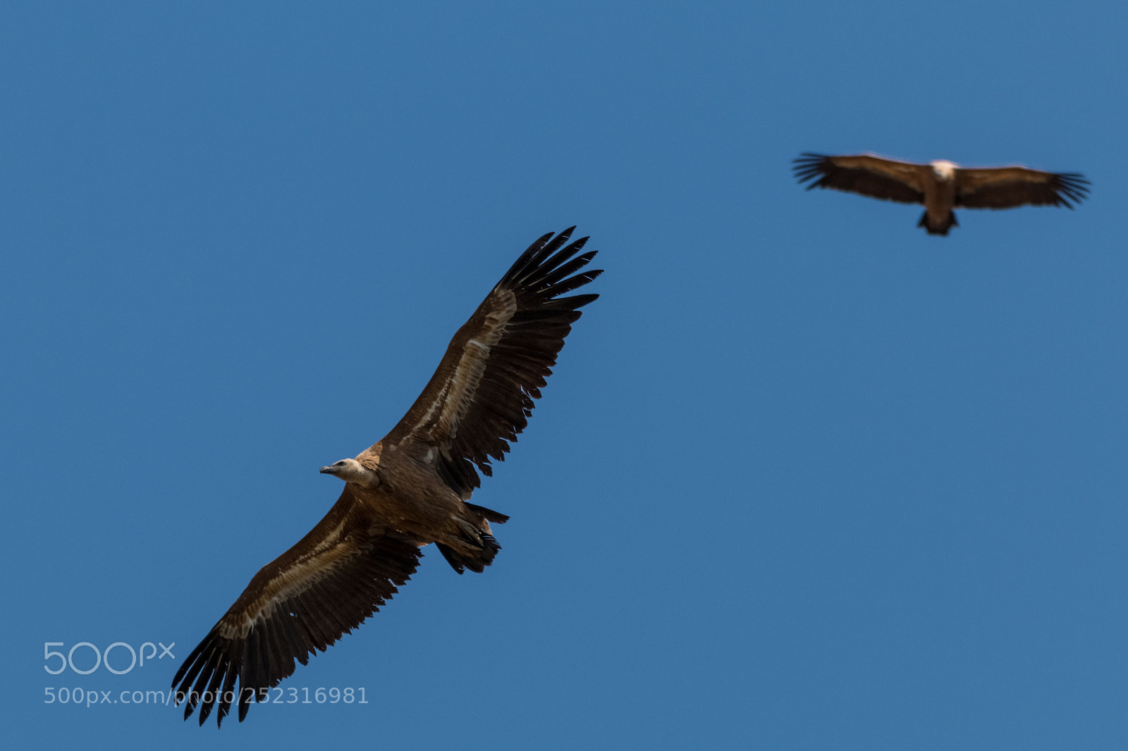 Canon EOS 70D sample photo. Buitres leonados photography