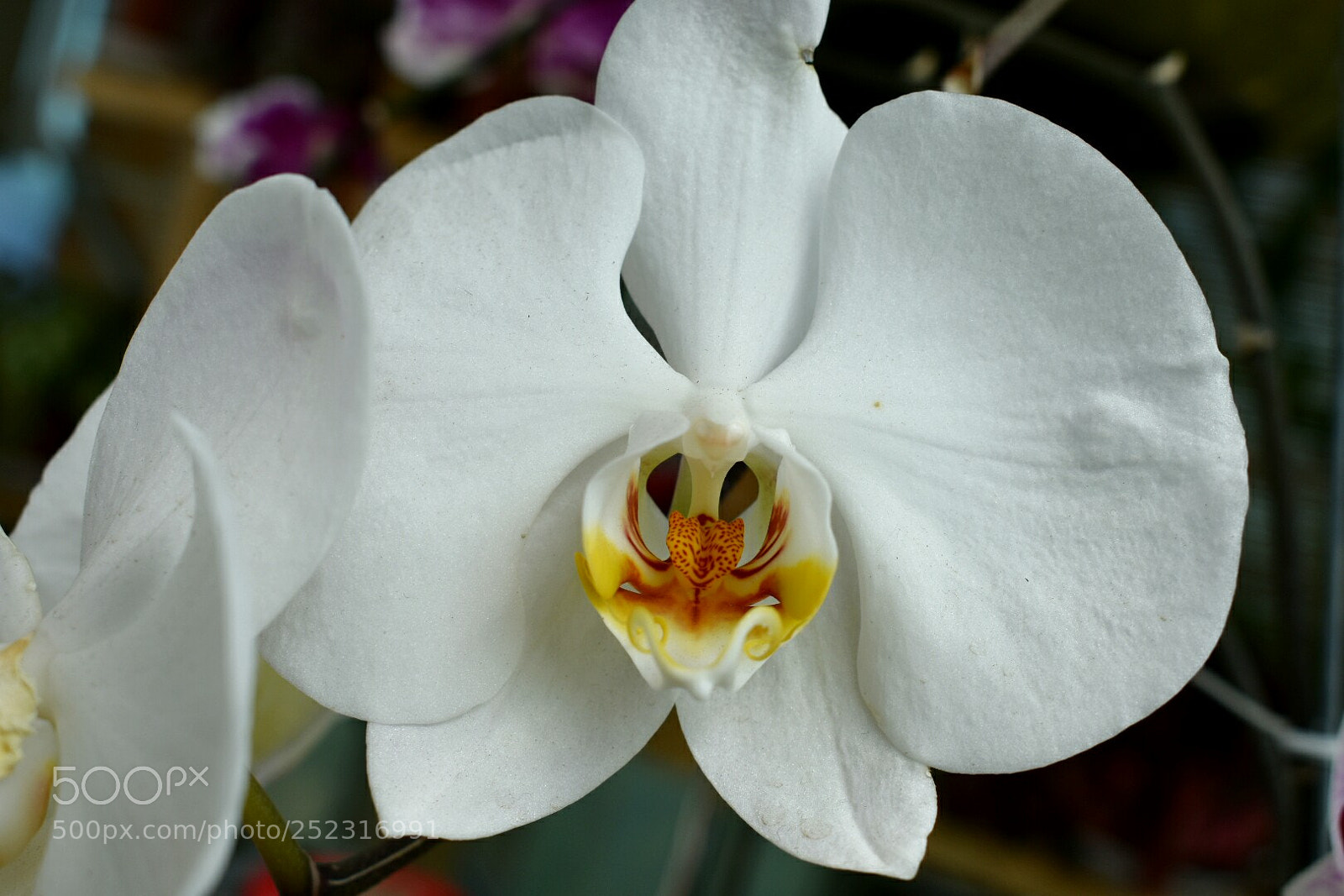 Nikon D3400 sample photo. Orchid flower photography