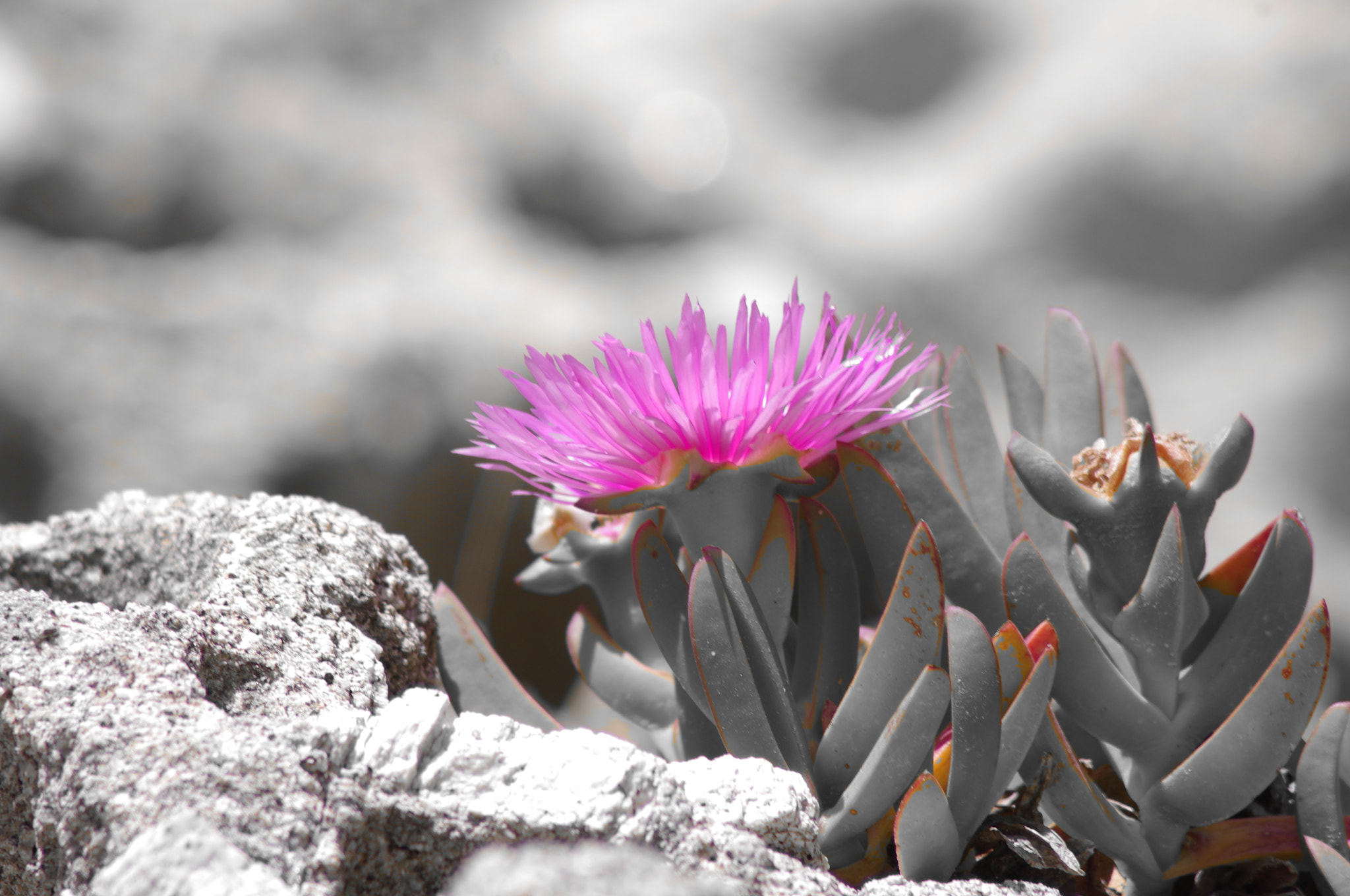 Pentax K-r sample photo. Splah of carpobrotus edulis photography