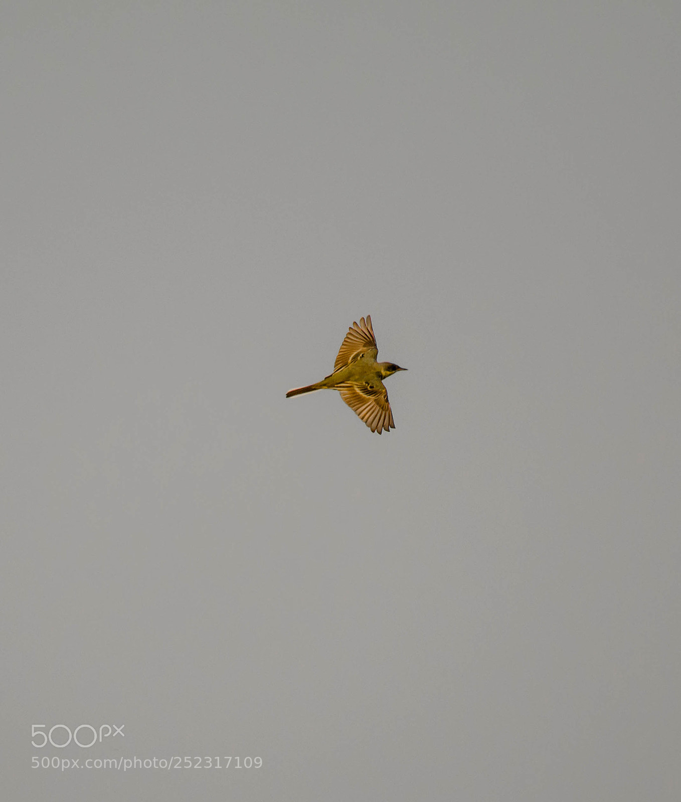 Nikon D5200 sample photo. Lake bird photography