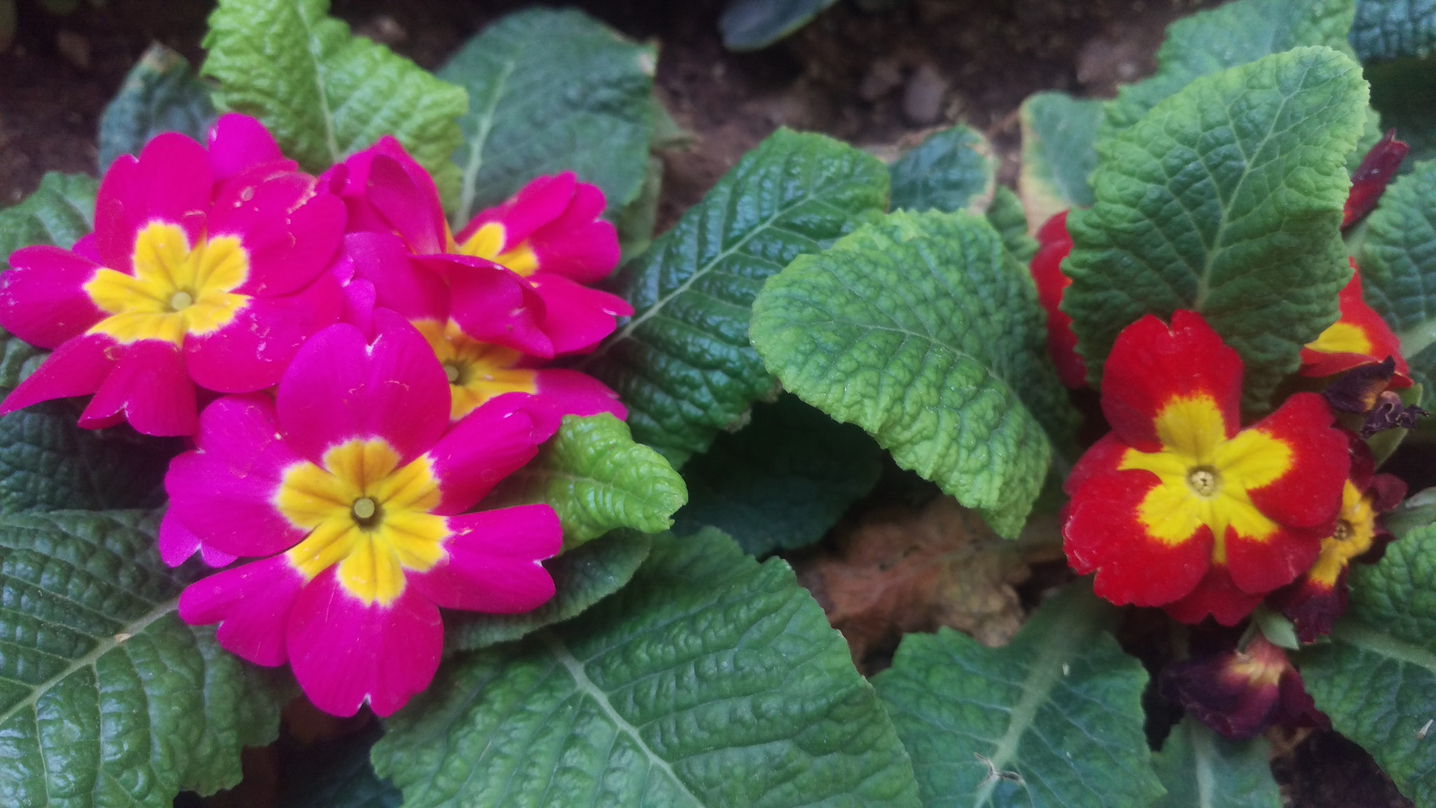 HTC ONE M9 sample photo. Spring festivities photography