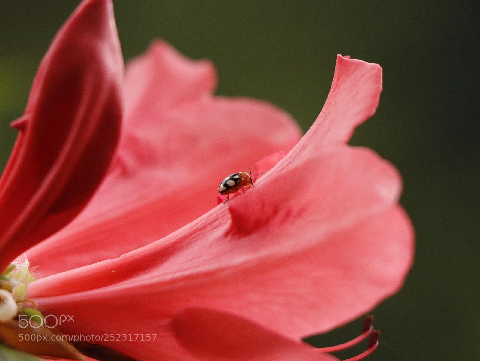 Canon EOS 77D (EOS 9000D / EOS 770D) sample photo. The spring 2018 photography