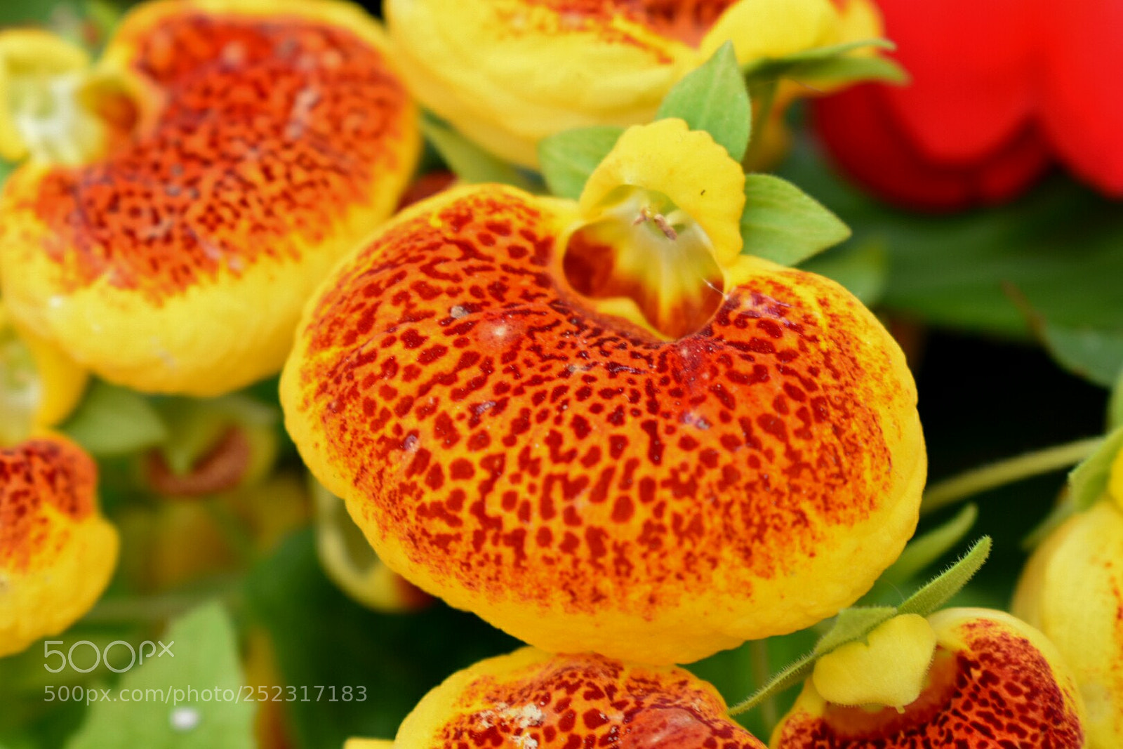 Nikon D3400 sample photo. Flower photography