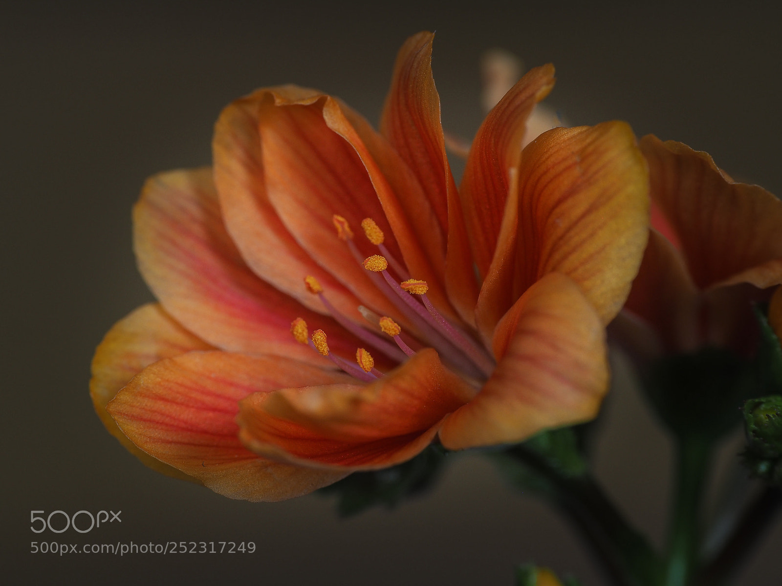 Olympus OM-D E-M5 II sample photo. Lewisia cotyledon photography