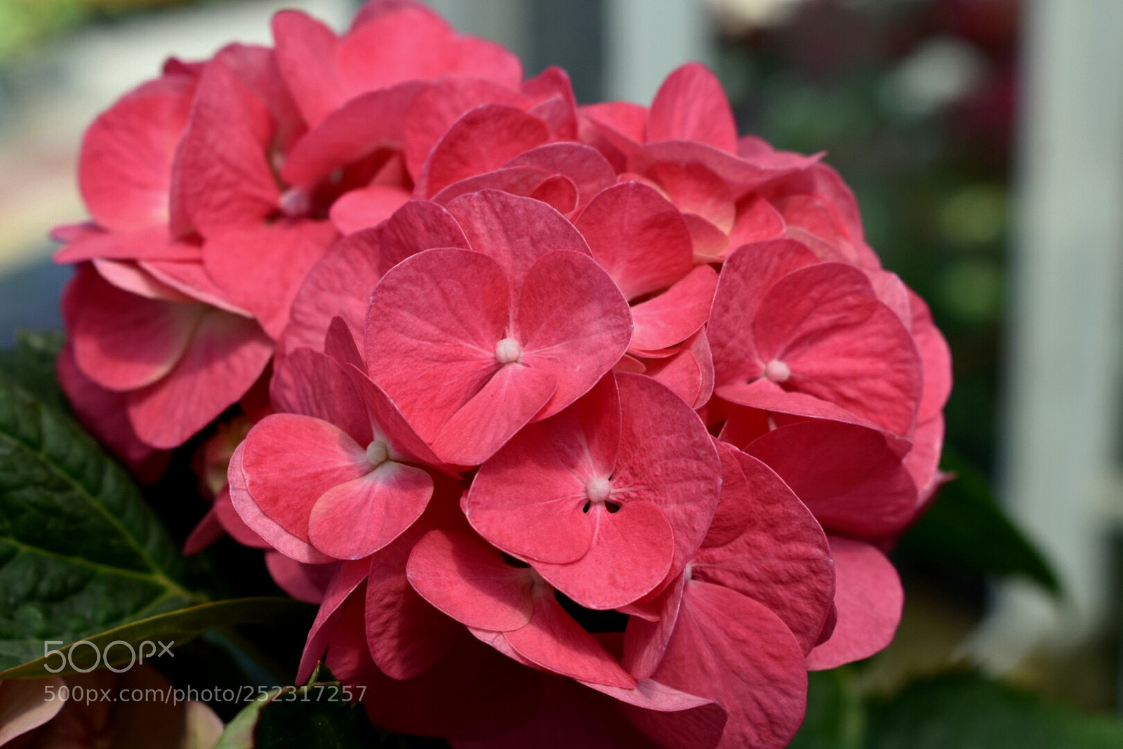 Nikon D3400 sample photo. Flower photography