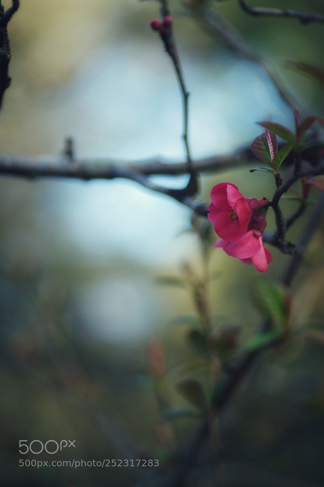 Pentax K-S2 sample photo. En plein ciel photography