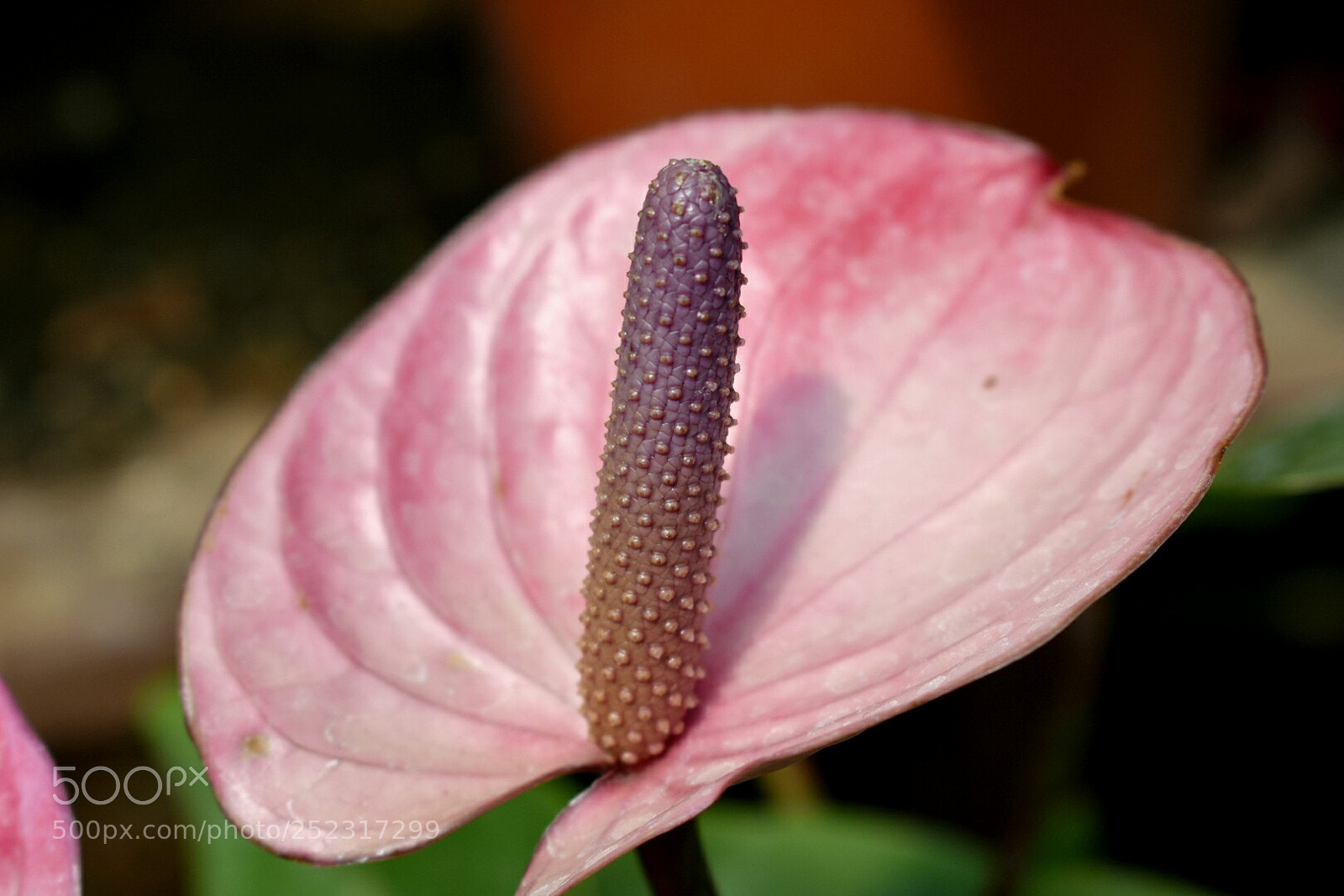 Nikon D3400 sample photo. Flower photography