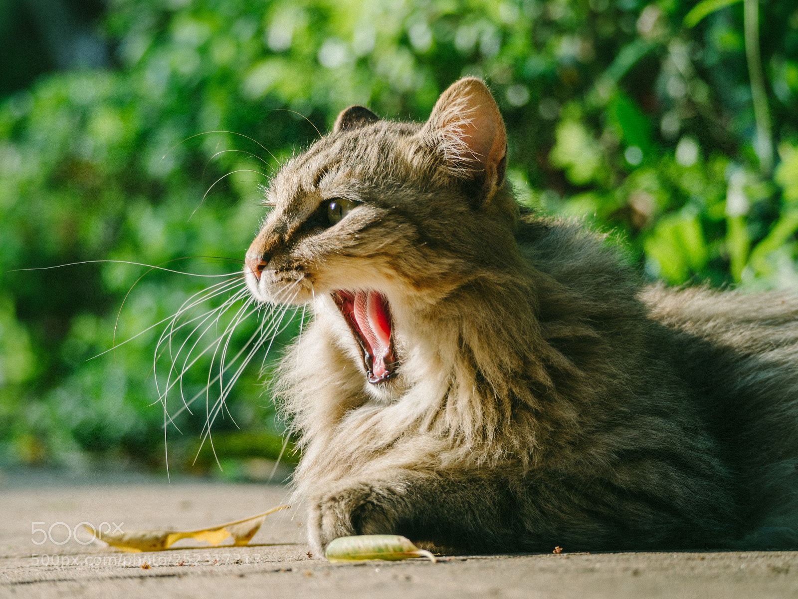 Olympus OM-D E-M10 sample photo. Cat photography