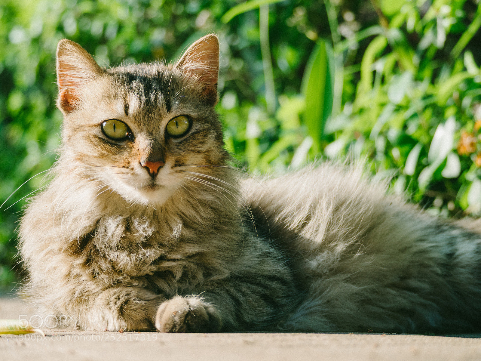 Olympus OM-D E-M10 sample photo. Cat photography