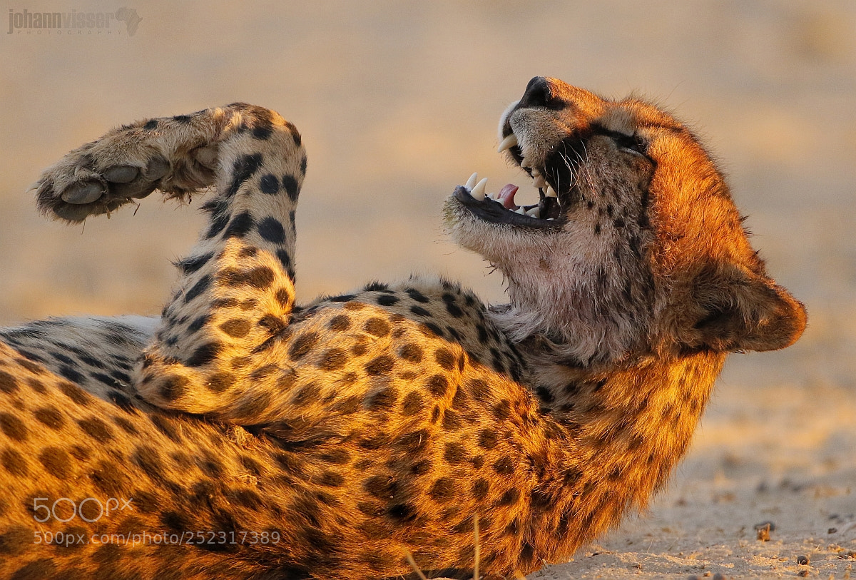 Canon EOS 7D Mark II sample photo. Laughing cheetah photography