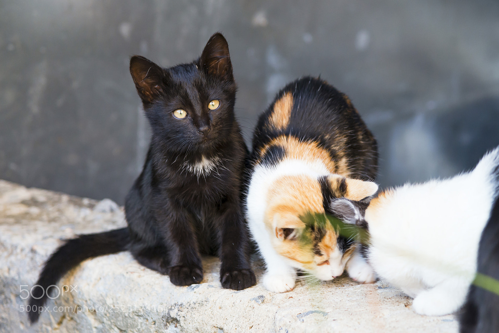 Nikon D800 sample photo. Cute and small photography