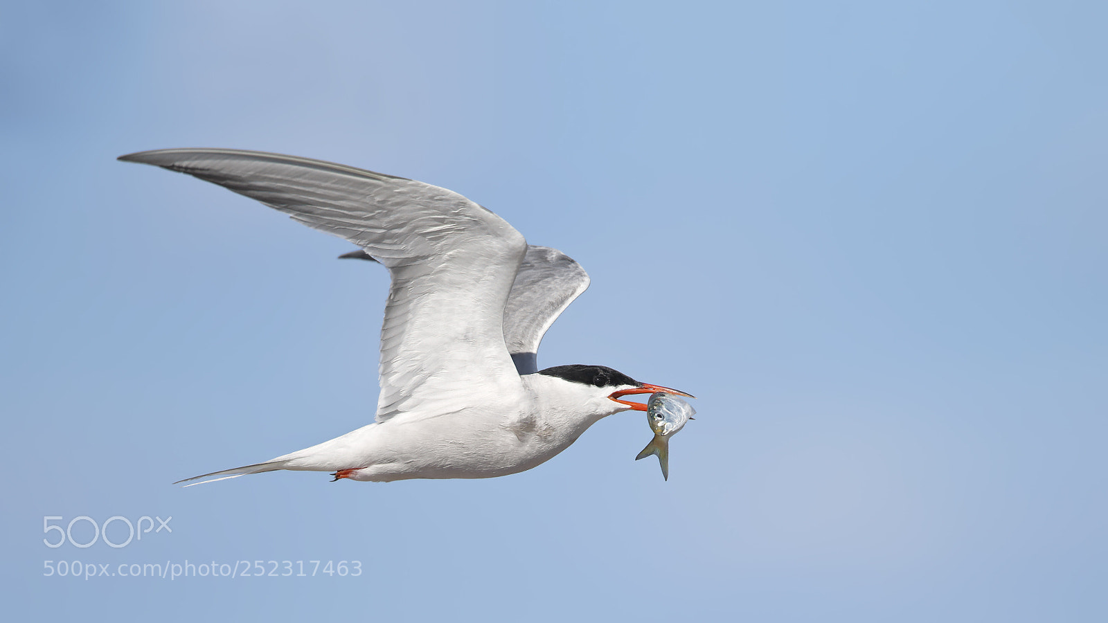 Canon EOS-1D X sample photo. Common tern with fish photography